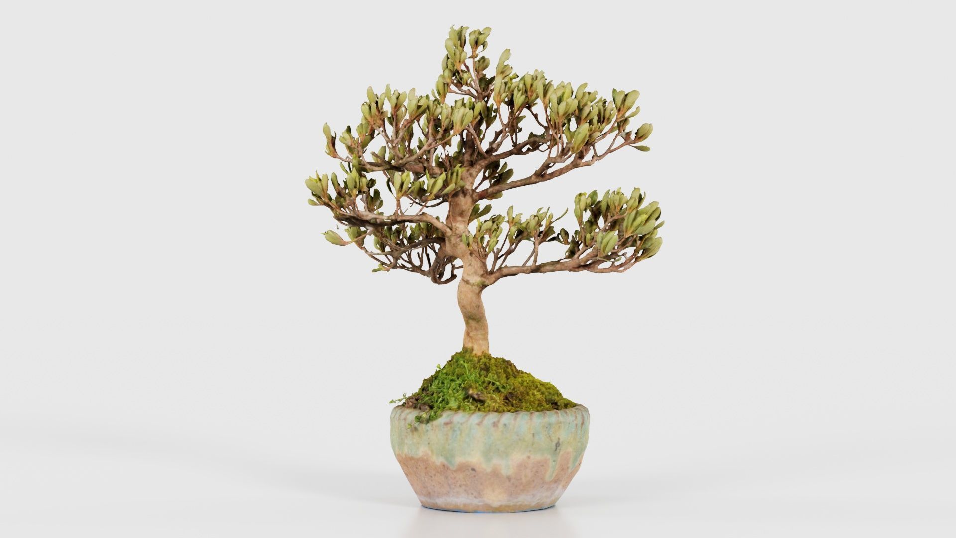 Satsuki Azalea Young Bonsai Tree Low-poly 3D model_18