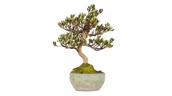 Satsuki Azalea Young Bonsai Tree