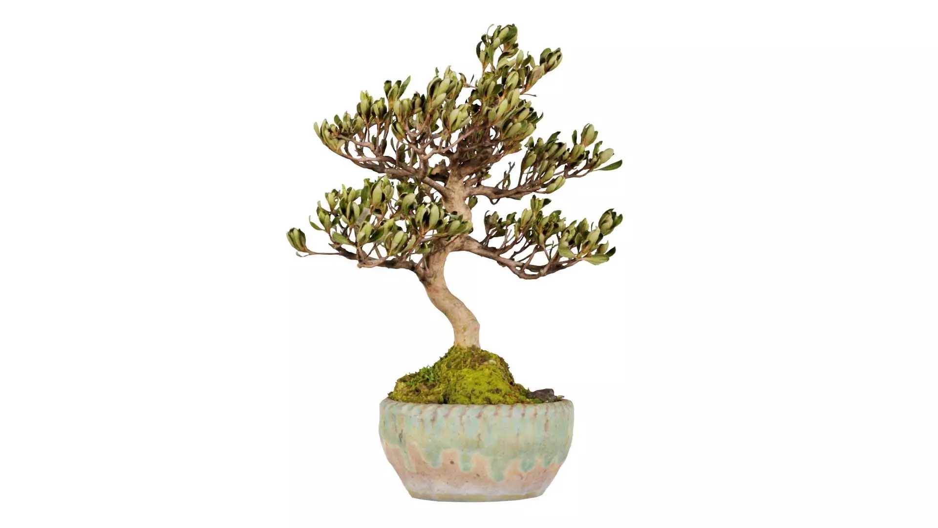 Satsuki Azalea Young Bonsai Tree Low-poly 3D model_0