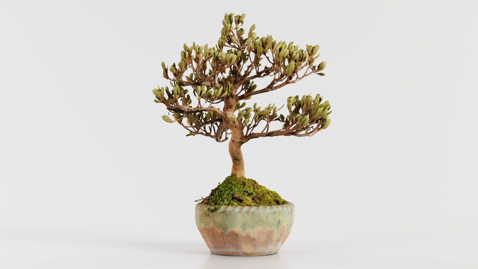 Satsuki Azalea Young Bonsai Tree Low-poly 3D model_7