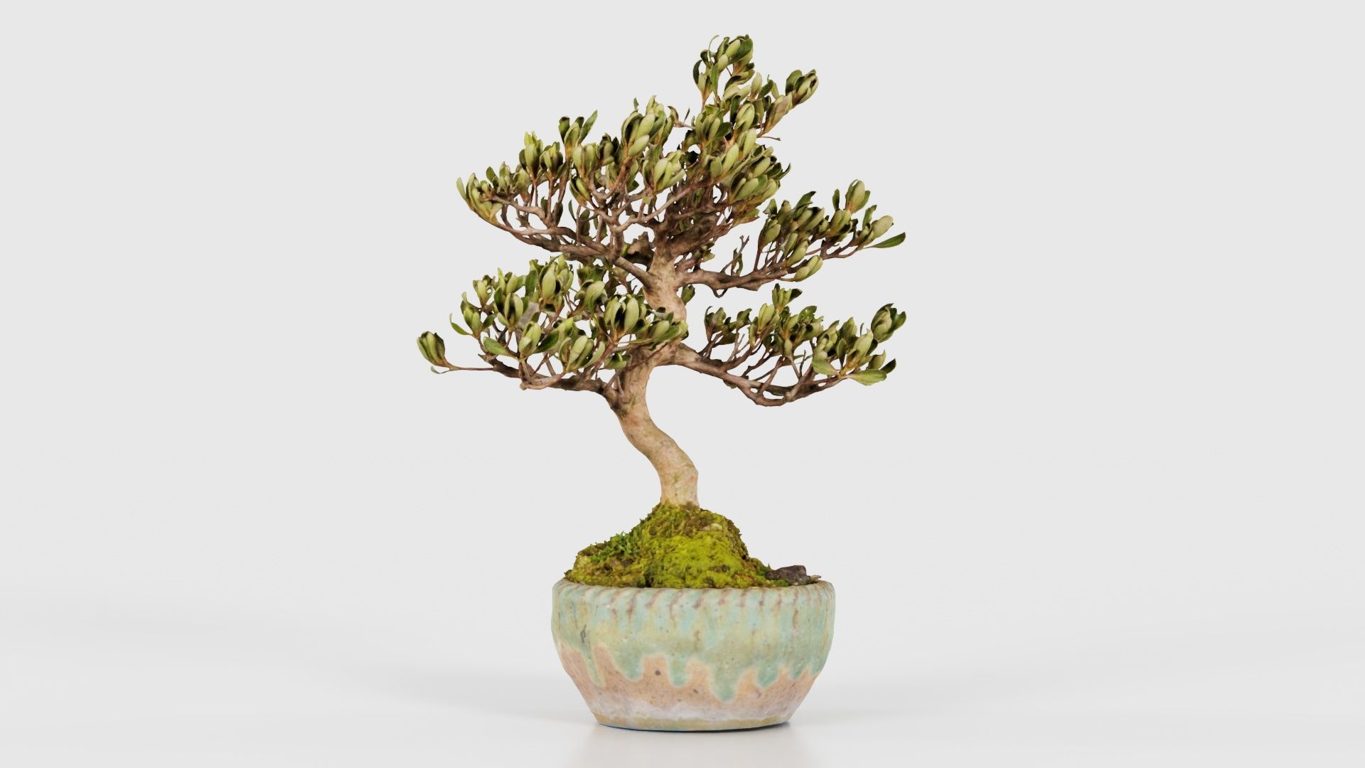 Satsuki Azalea Young Bonsai Tree Low-poly 3D model_15