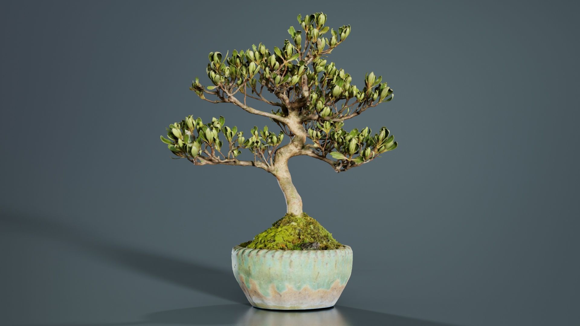 Satsuki Azalea Young Bonsai Tree Low-poly 3D model_6