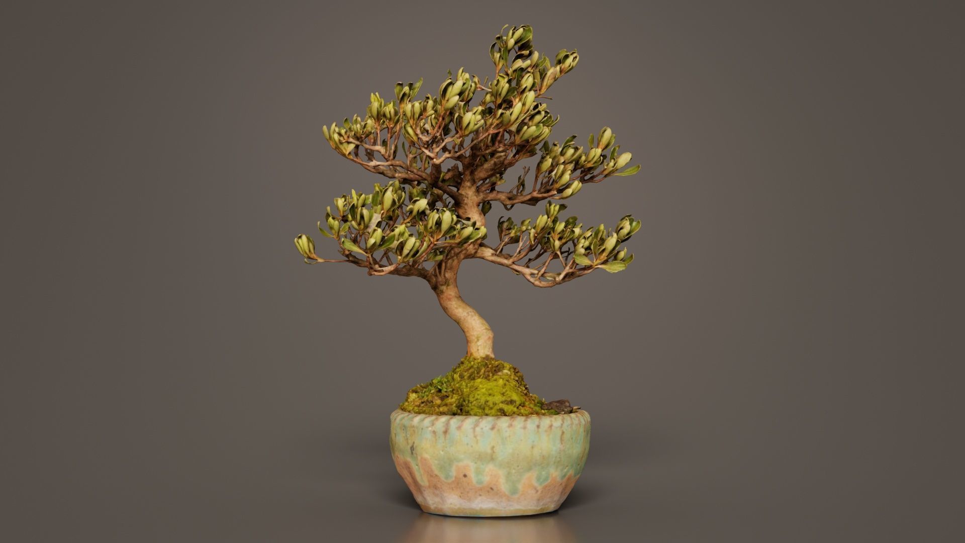 Satsuki Azalea Young Bonsai Tree Low-poly 3D model_3