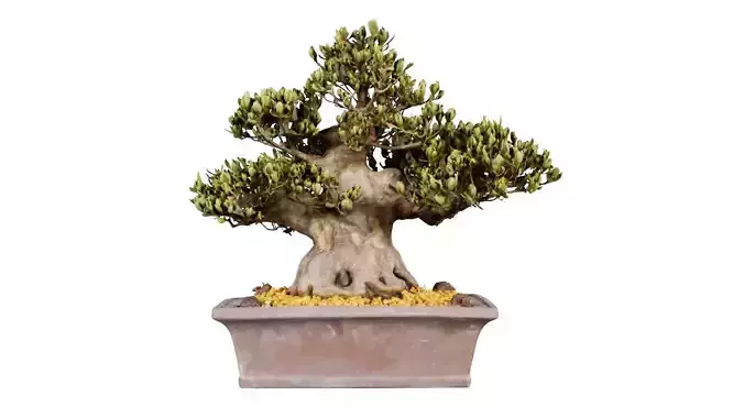 Satsuki Chinzan Bonsai Tree Low-poly 3D model
