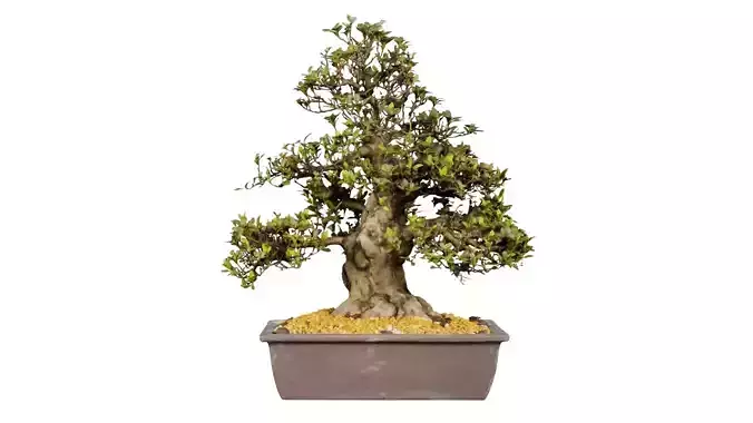 Satsuki Choyo Bonsai Tree