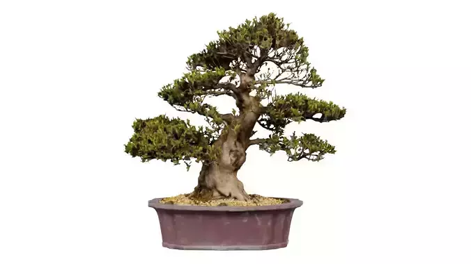 Satsuki Hakurin 1 Bonsai Tree