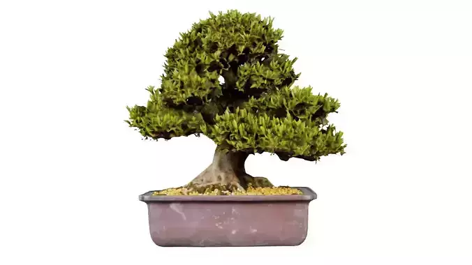 Satsuki Hakurin 2 Bonsai Tree