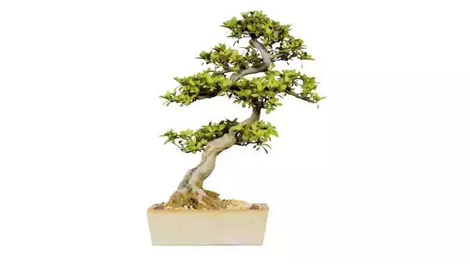 Satsuki Hanazono Bonsai Tree