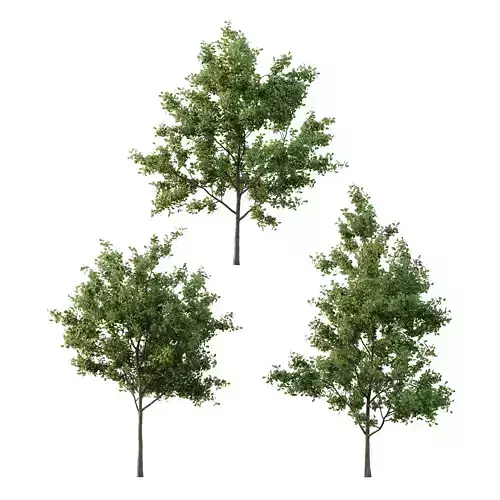 Ilex Mucronata Plant Mountain holly 03 3 trees