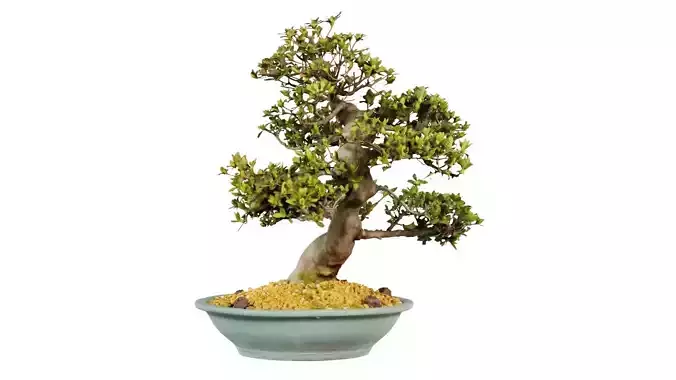 Satsuki Haru No Kaze Bonsai Tree