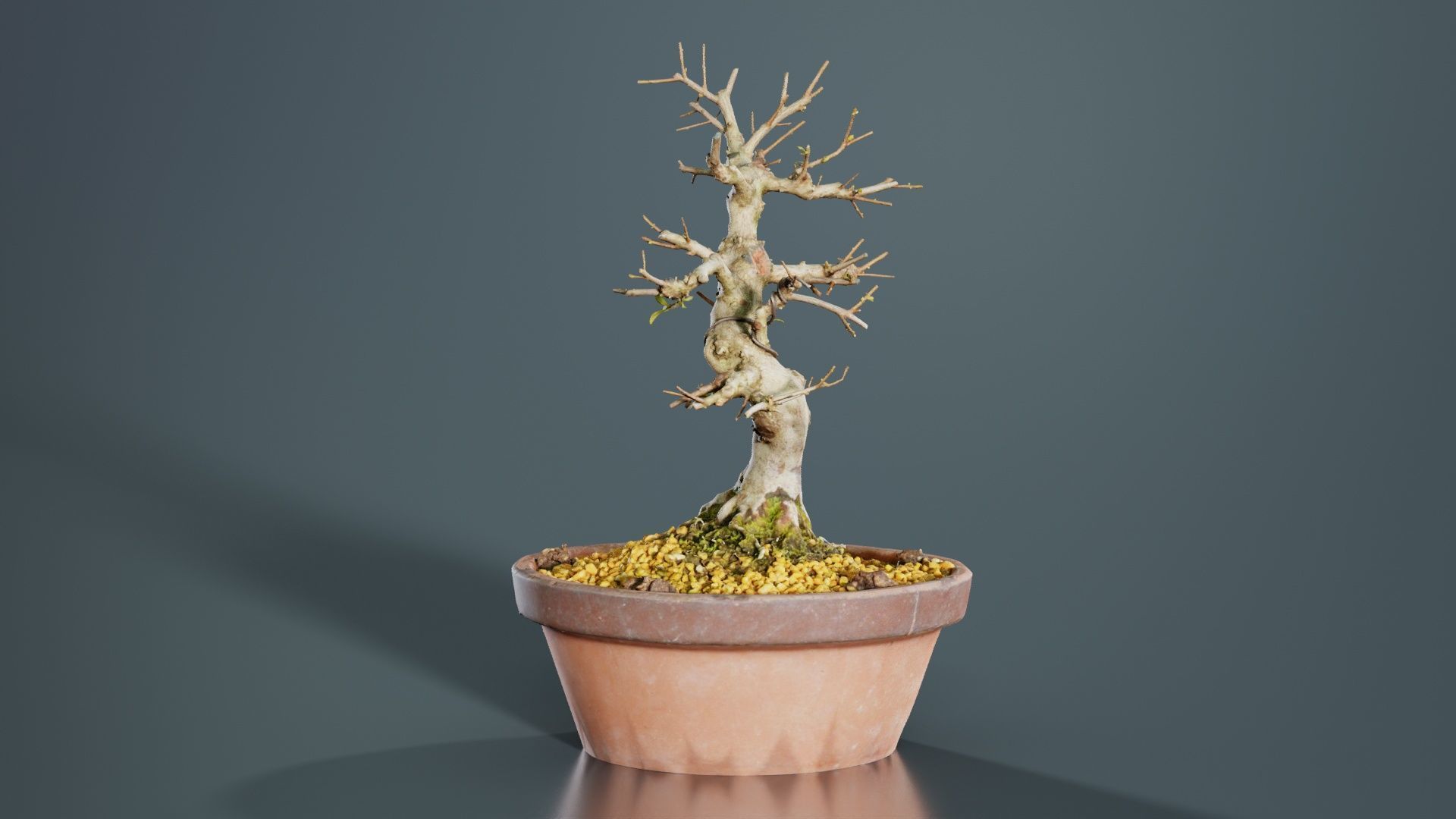 Satsuki Hi No Maru Bonsai Tree Low-poly 3D model_4