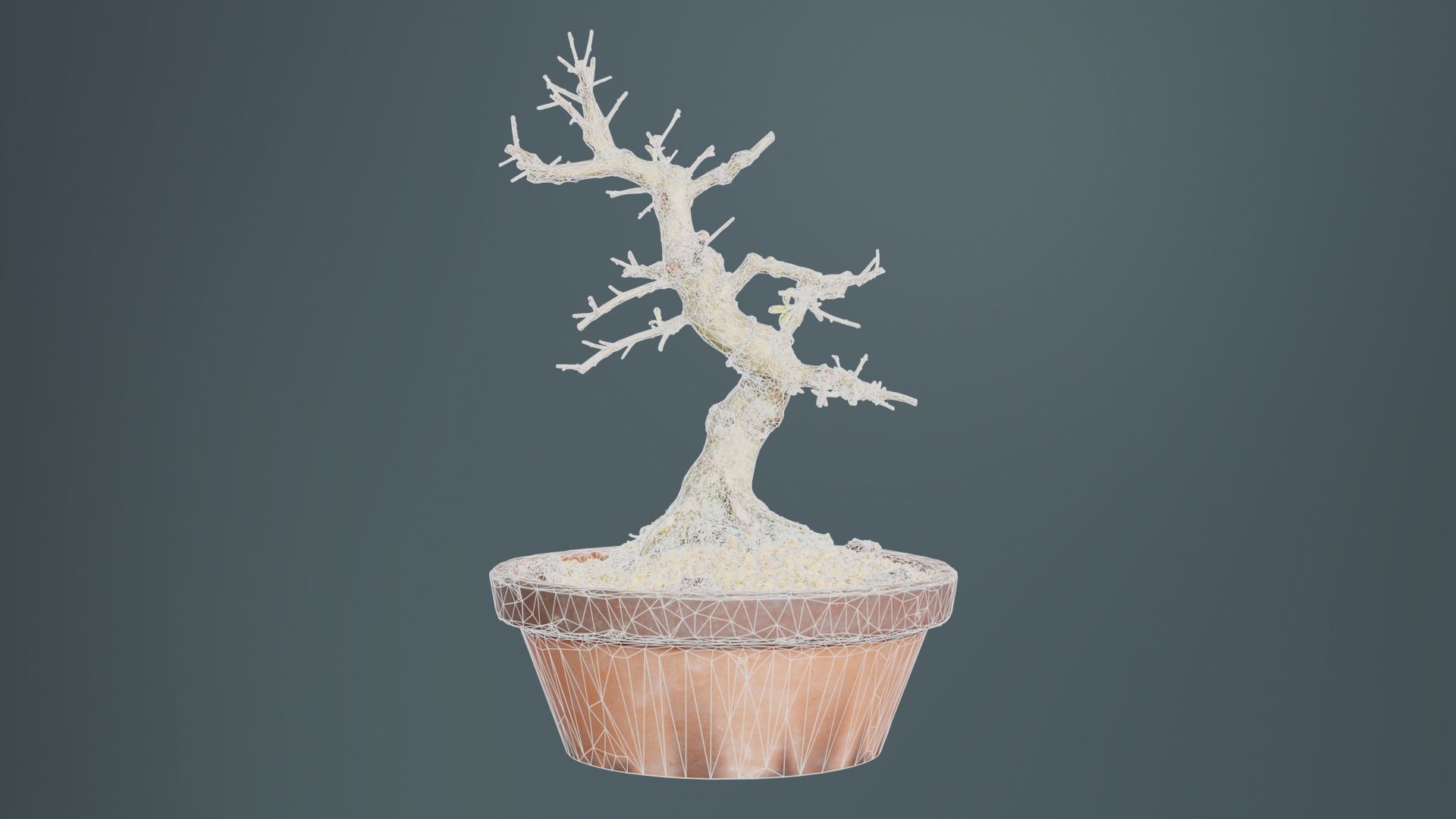 Satsuki Hi No Maru Bonsai Tree Low-poly 3D model_9