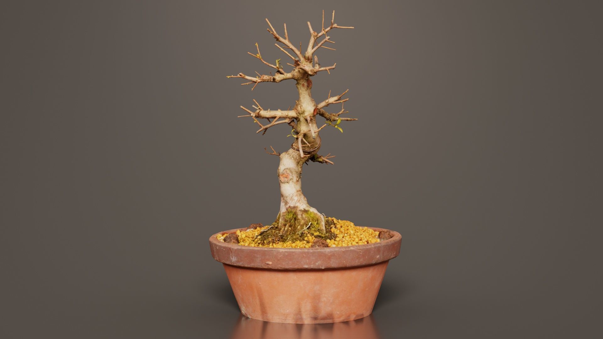 Satsuki Hi No Maru Bonsai Tree Low-poly 3D model_6