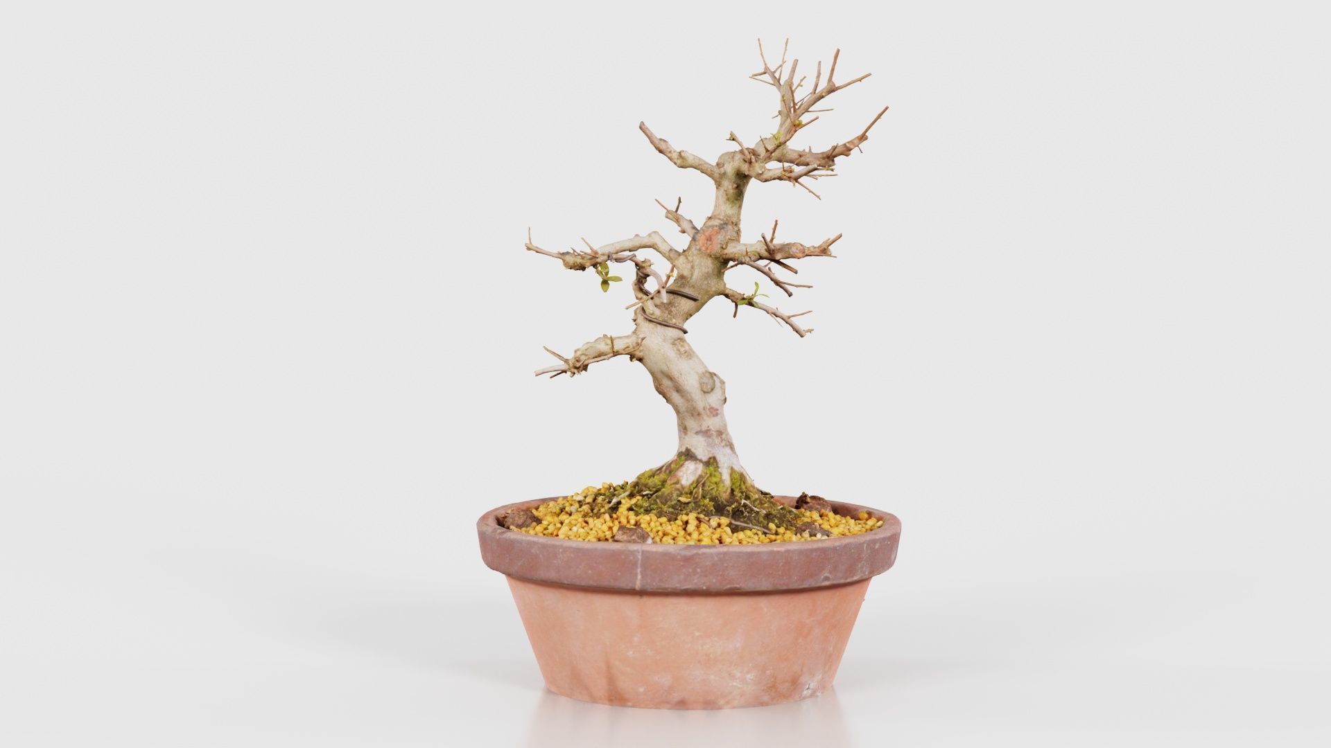 Satsuki Hi No Maru Bonsai Tree Low-poly 3D model_22