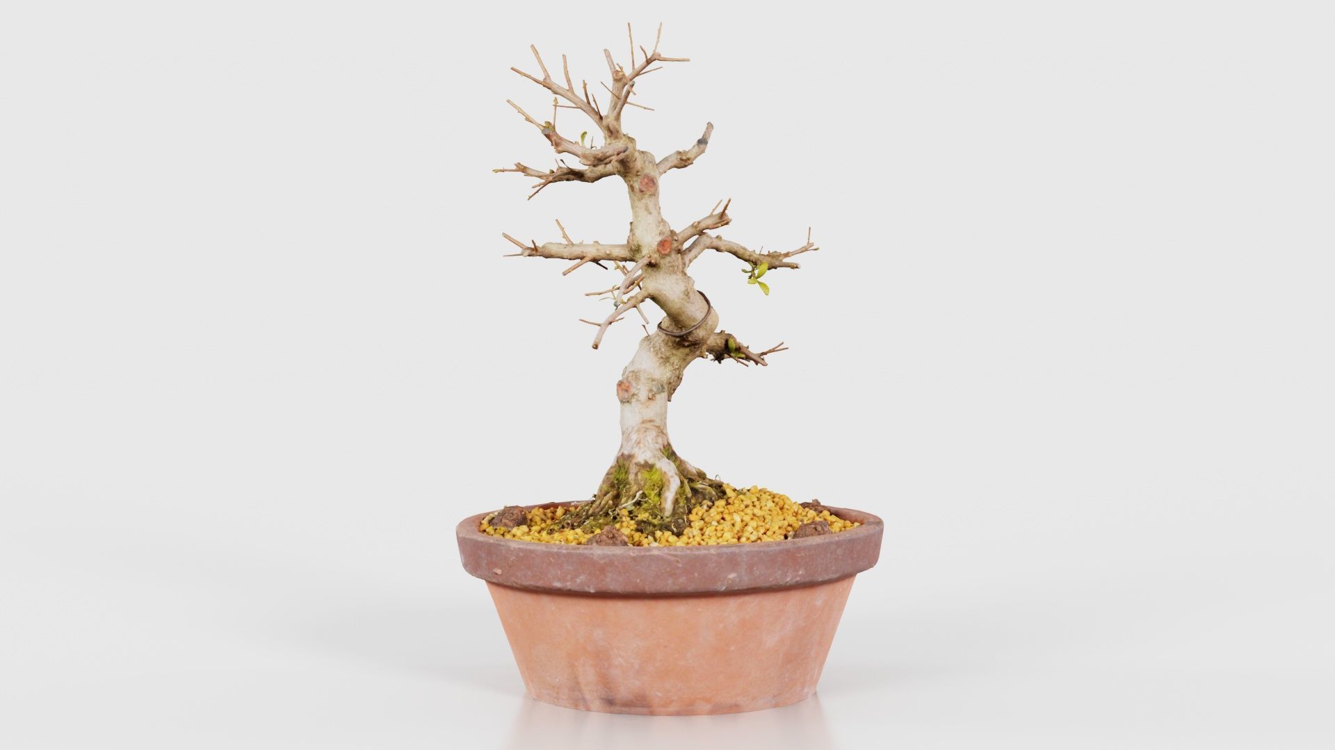 Satsuki Hi No Maru Bonsai Tree Low-poly 3D model_17