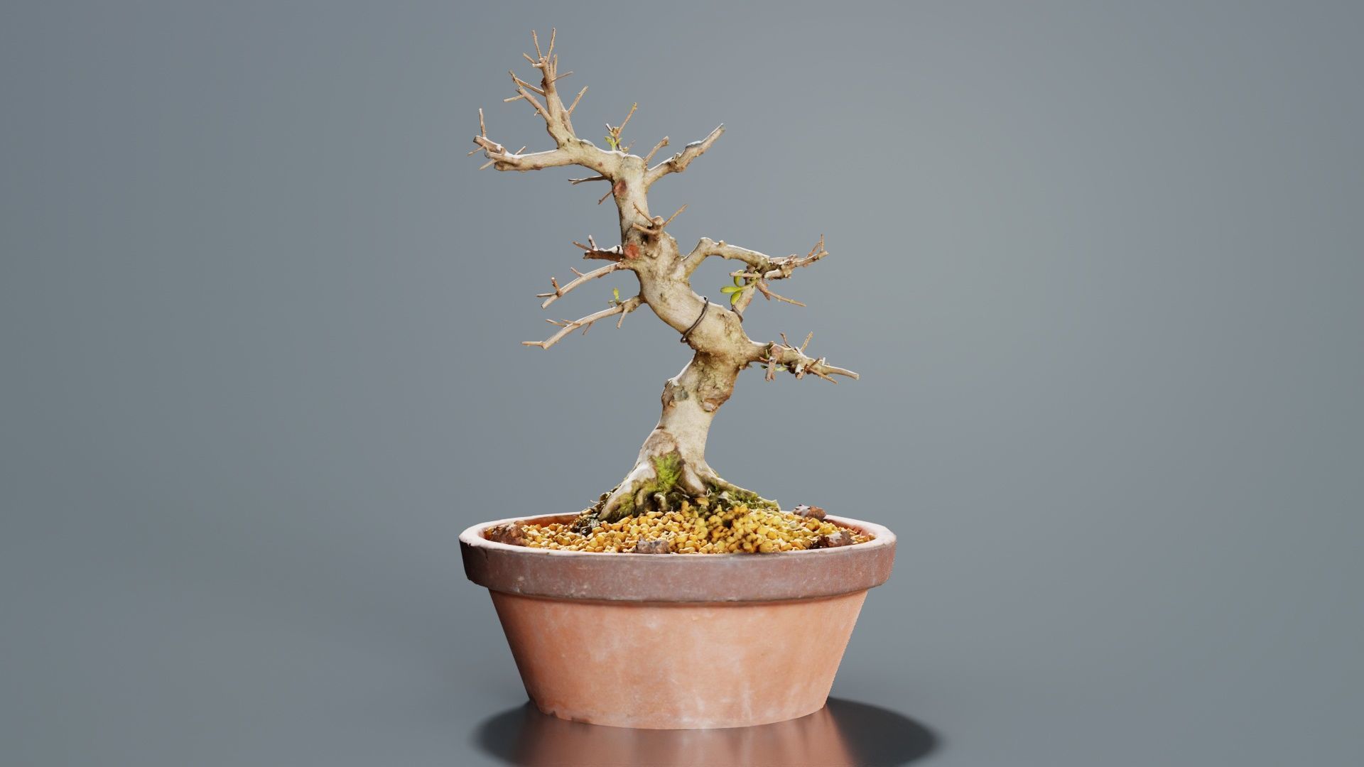 Satsuki Hi No Maru Bonsai Tree Low-poly 3D model_7