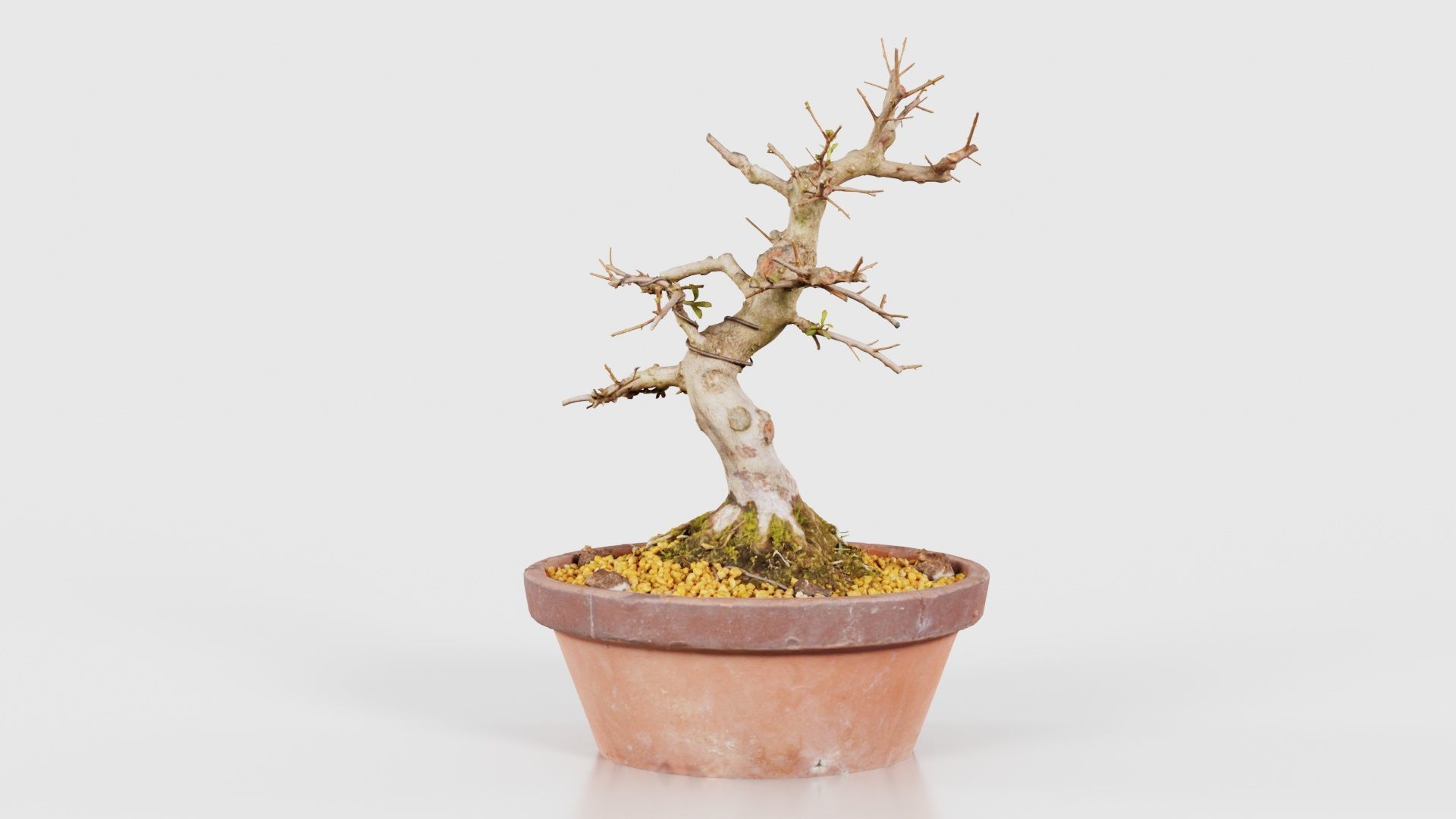 Satsuki Hi No Maru Bonsai Tree Low-poly 3D model_21