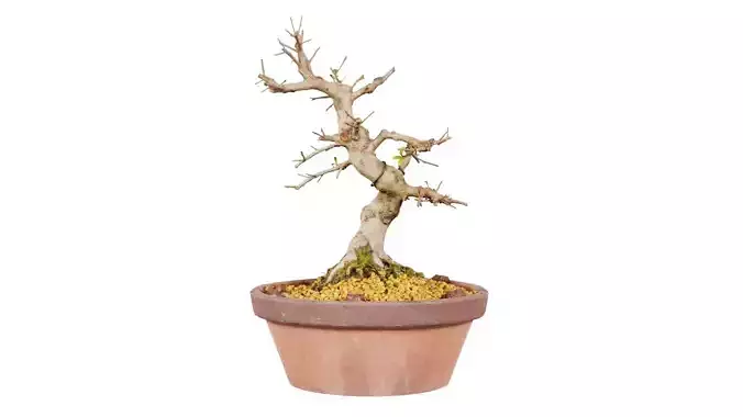 Satsuki Hi No Maru Bonsai Tree