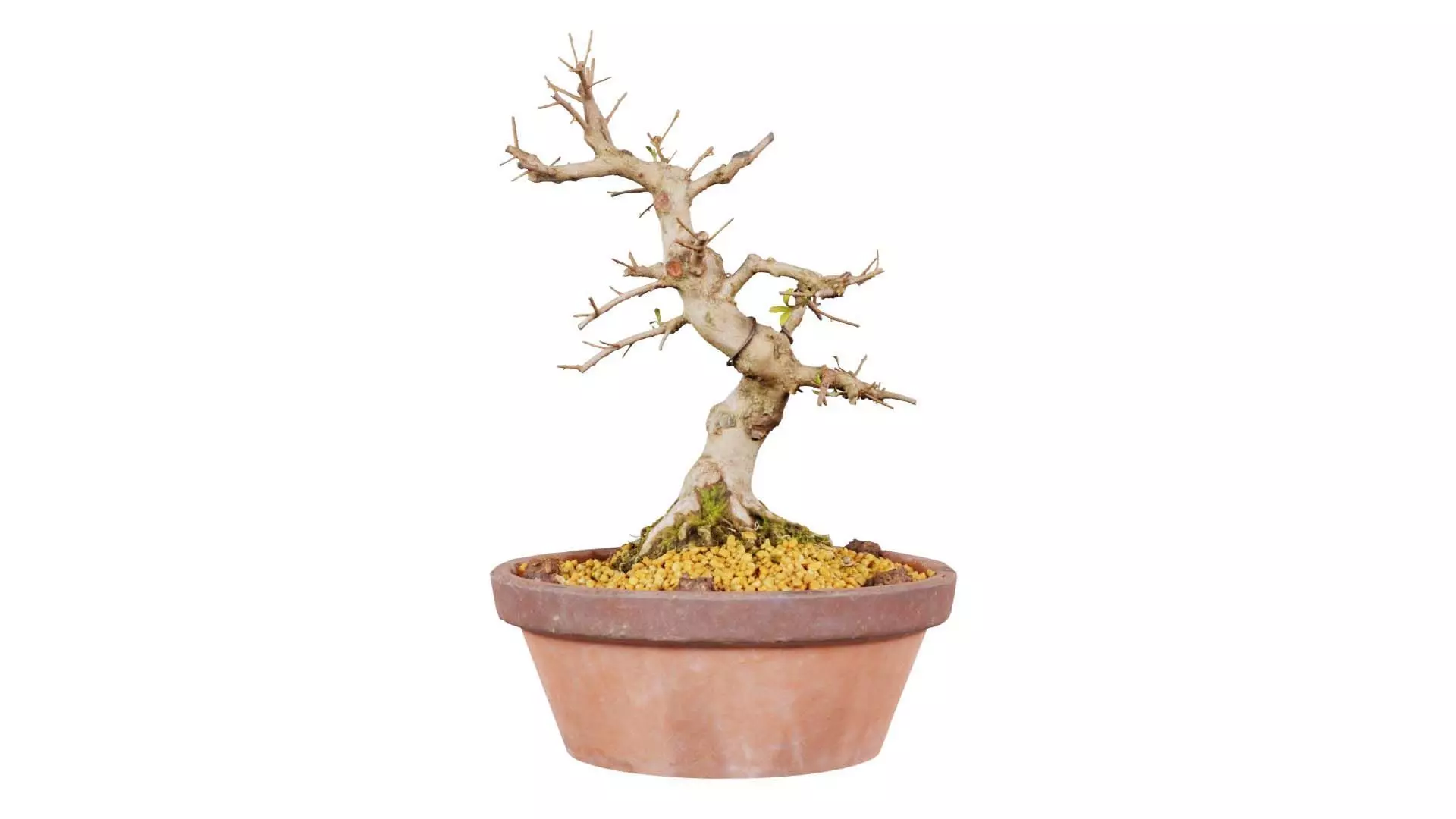 Satsuki Hi No Maru Bonsai Tree Low-poly 3D model_0