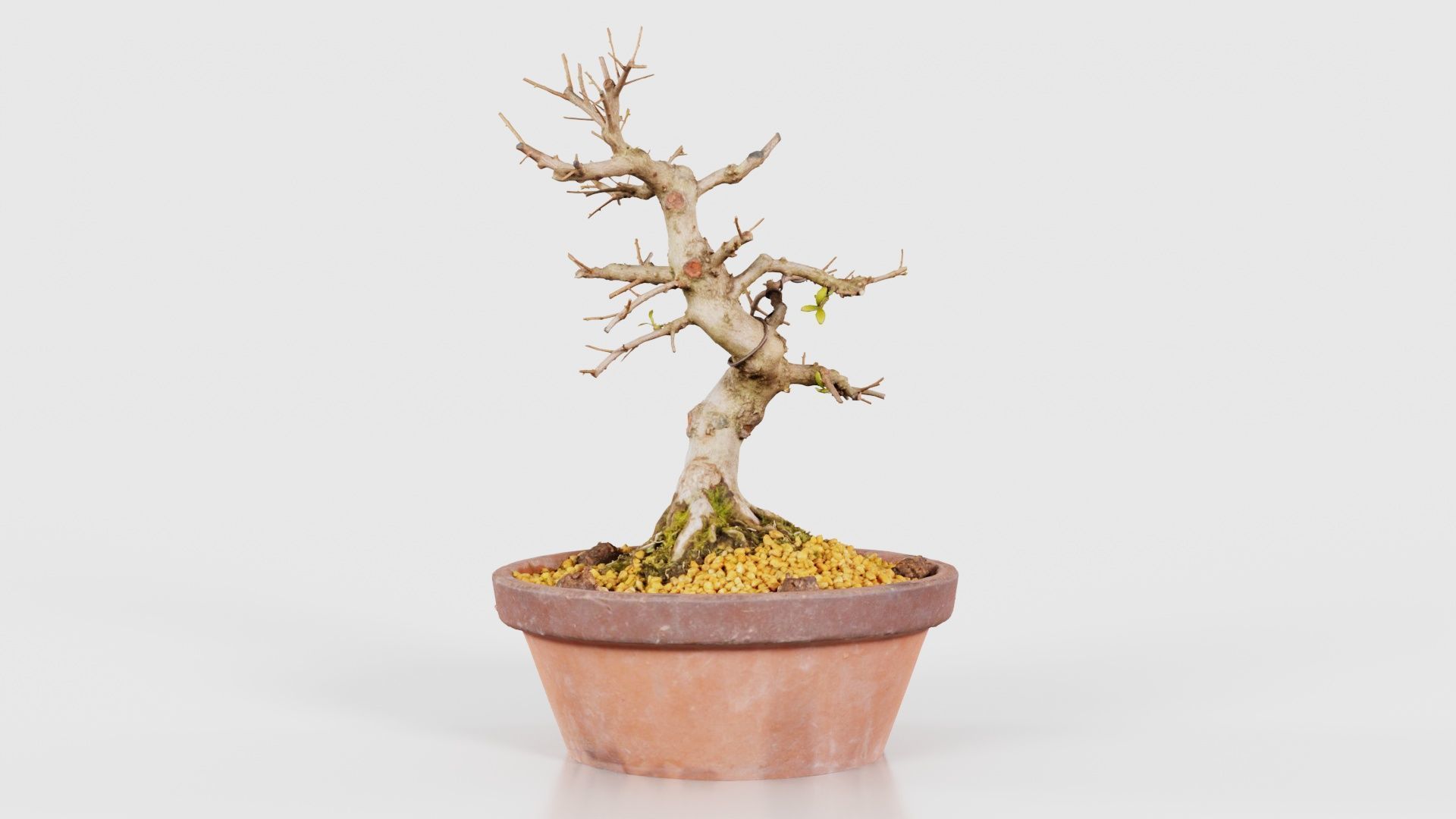 Satsuki Hi No Maru Bonsai Tree Low-poly 3D model_16