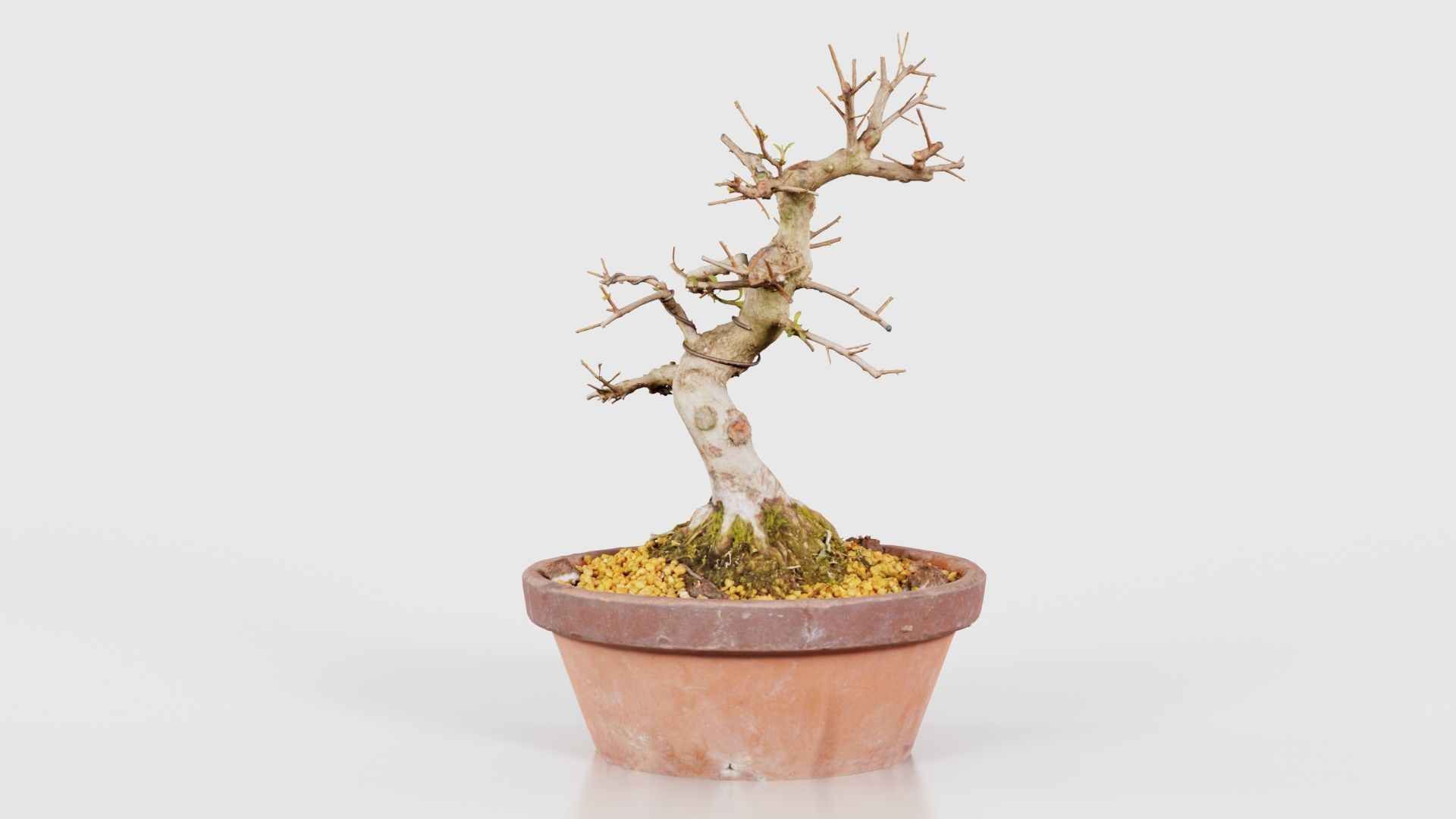 Satsuki Hi No Maru Bonsai Tree Low-poly 3D model_20