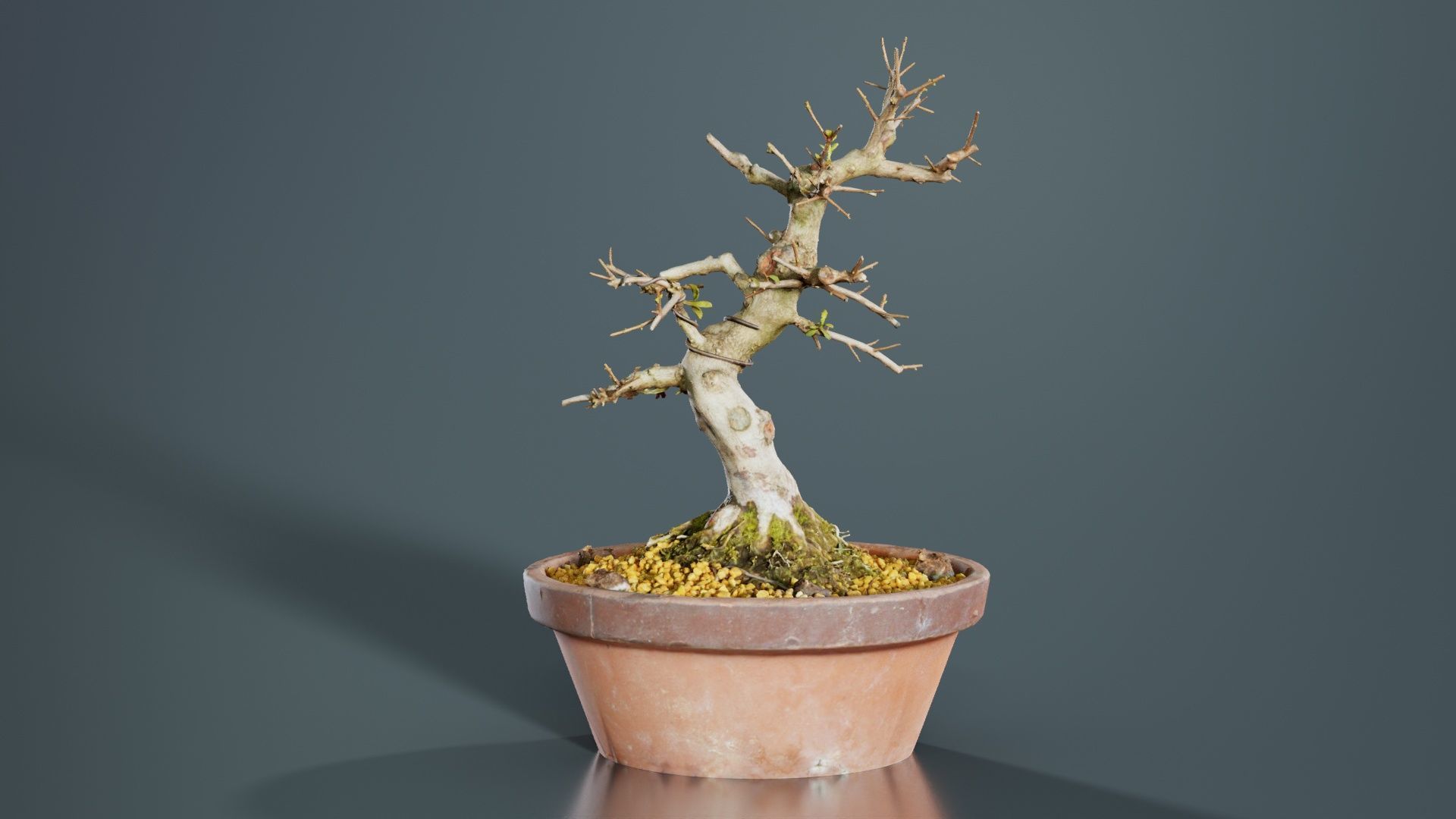 Satsuki Hi No Maru Bonsai Tree Low-poly 3D model_8