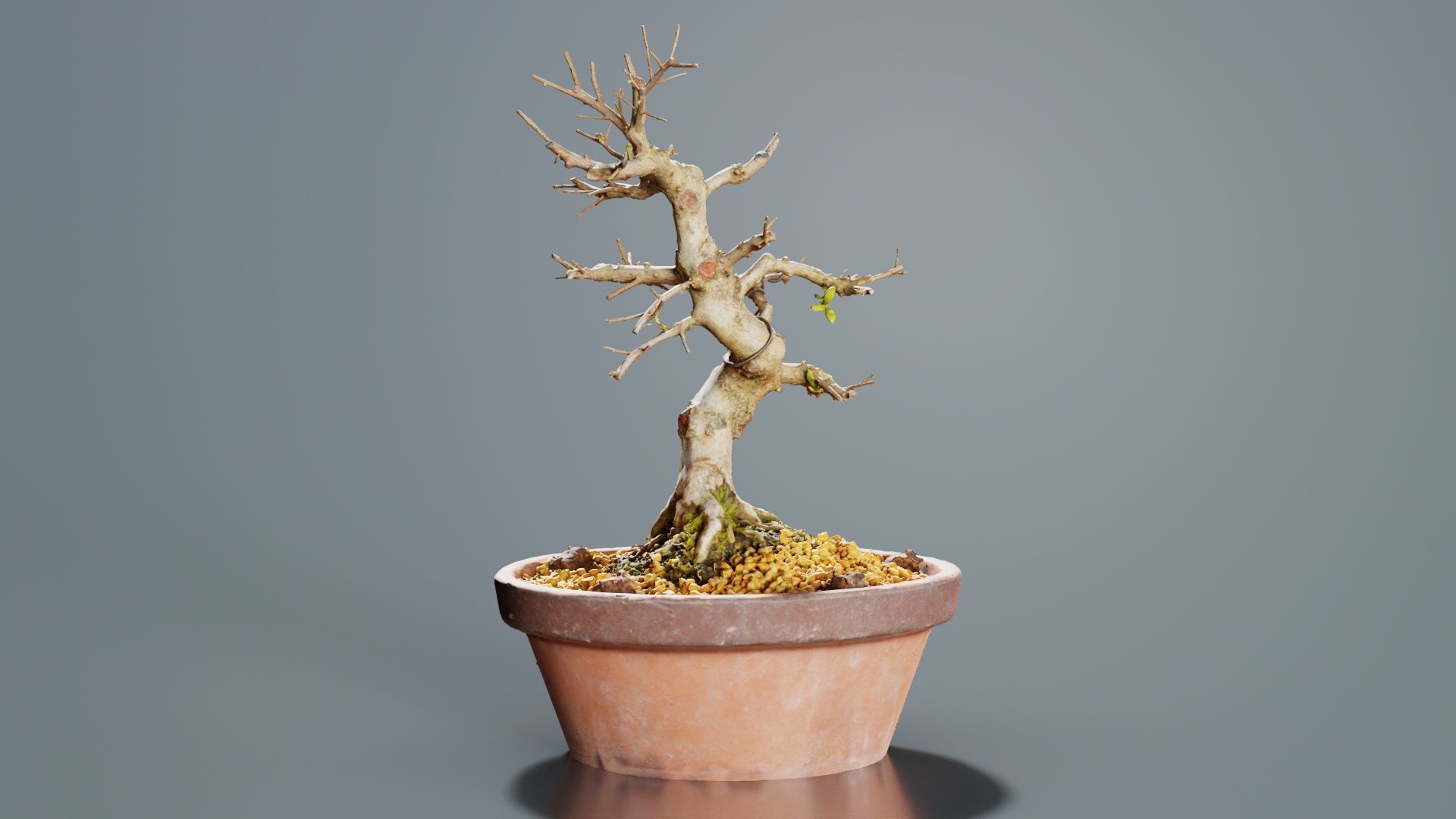 Satsuki Hi No Maru Bonsai Tree Low-poly 3D model_5