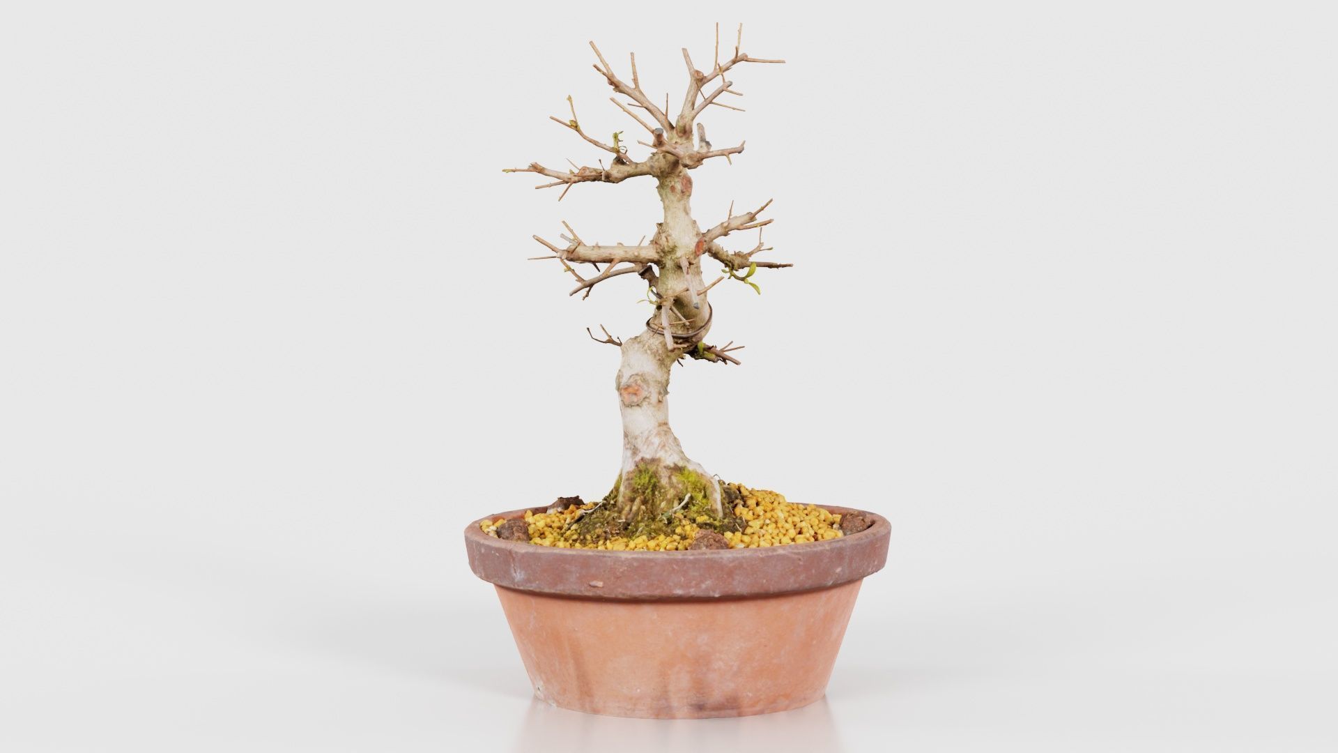 Satsuki Hi No Maru Bonsai Tree Low-poly 3D model_18