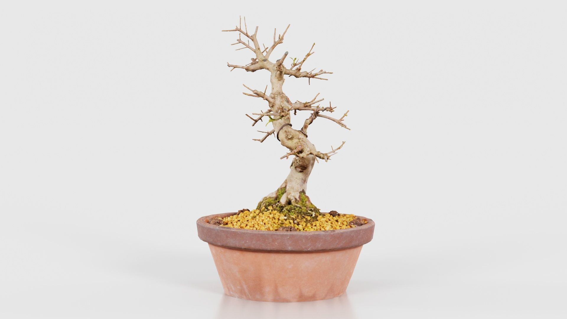 Satsuki Hi No Maru Bonsai Tree Low-poly 3D model_25