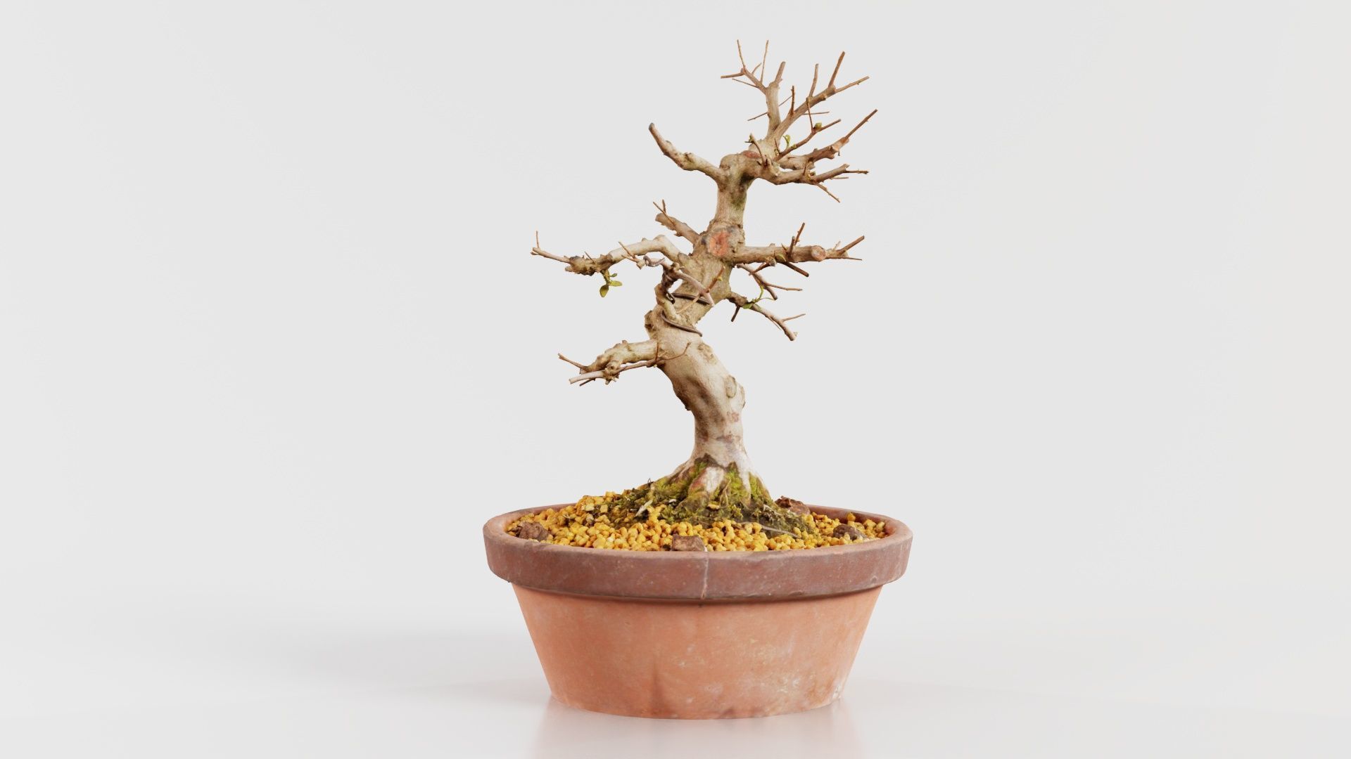 Satsuki Hi No Maru Bonsai Tree Low-poly 3D model_2