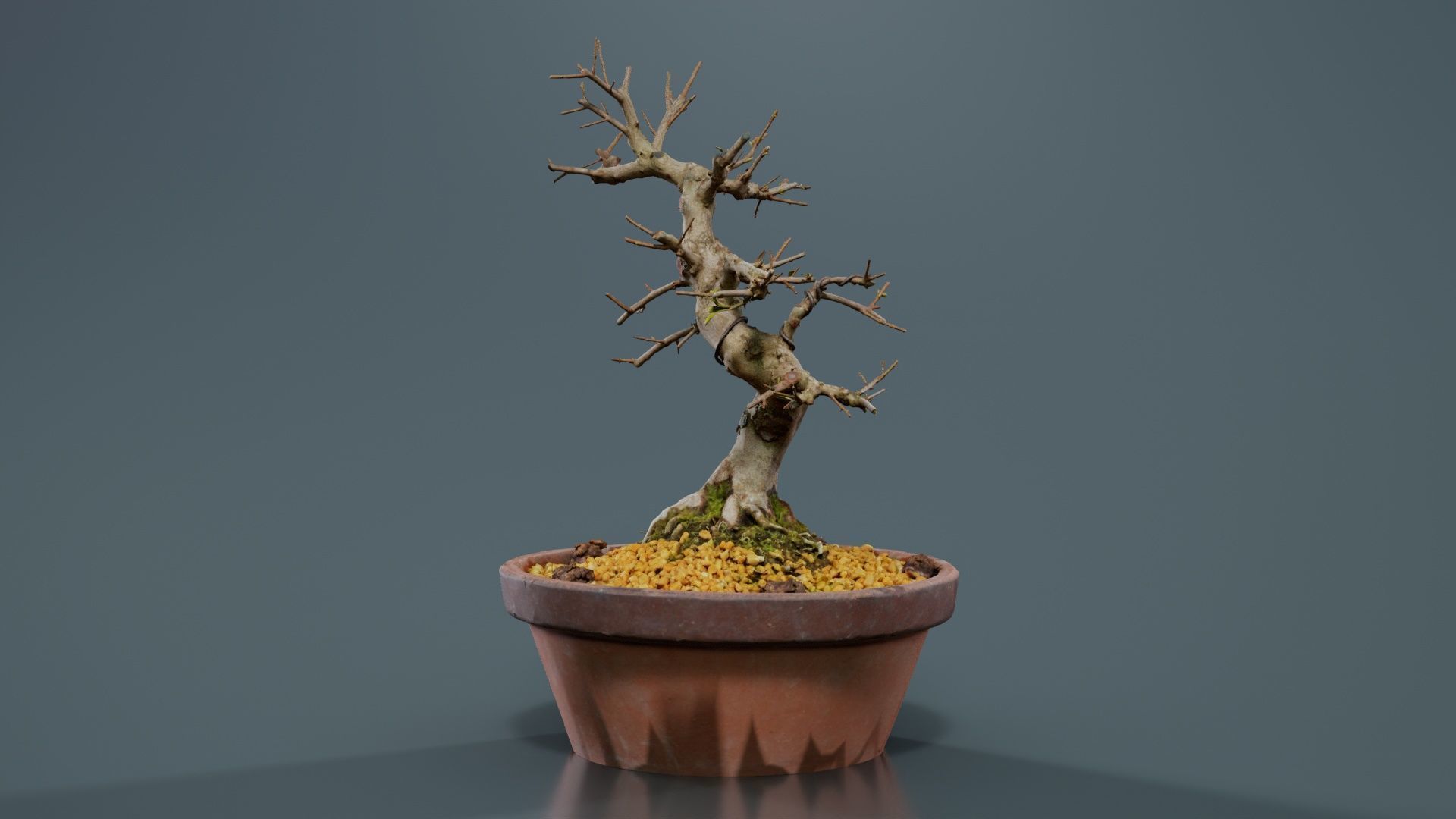 Satsuki Hi No Maru Bonsai Tree Low-poly 3D model_1