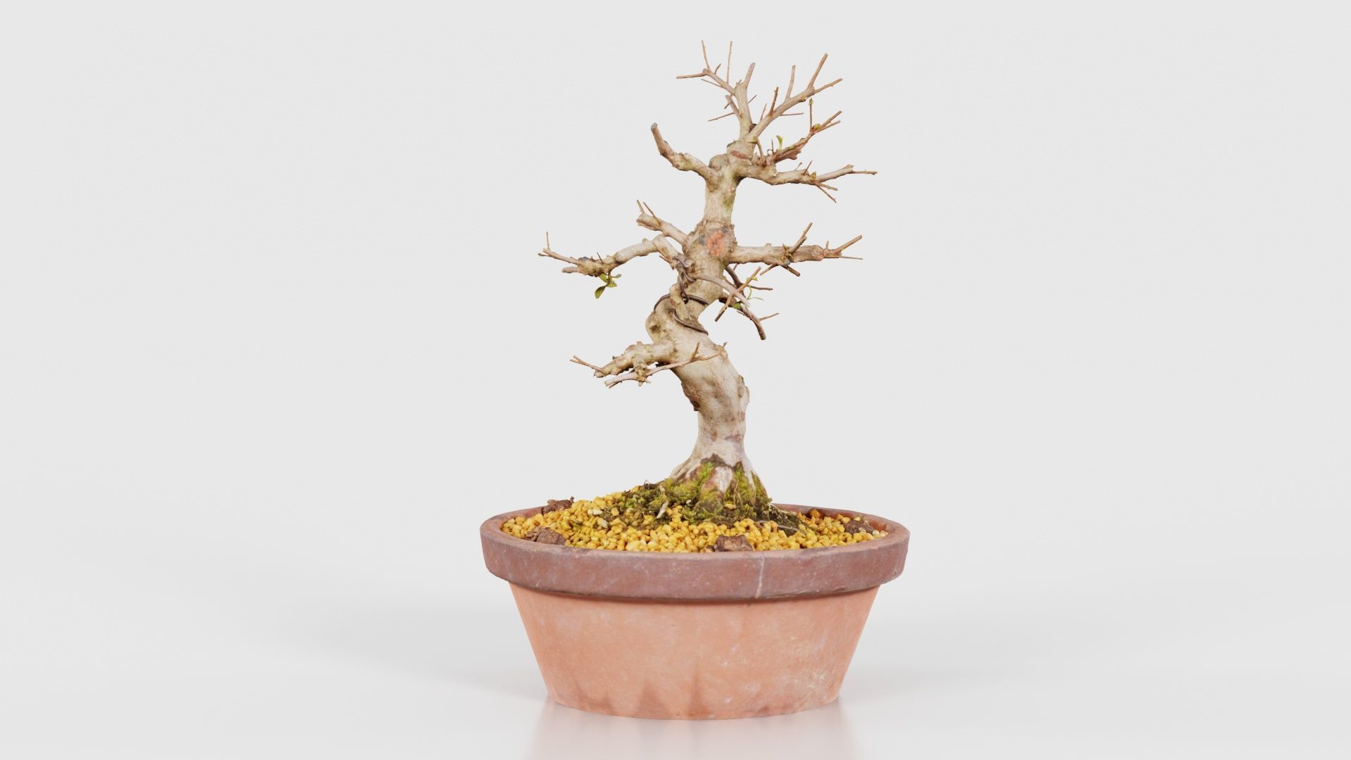 Satsuki Hi No Maru Bonsai Tree Low-poly 3D model_23