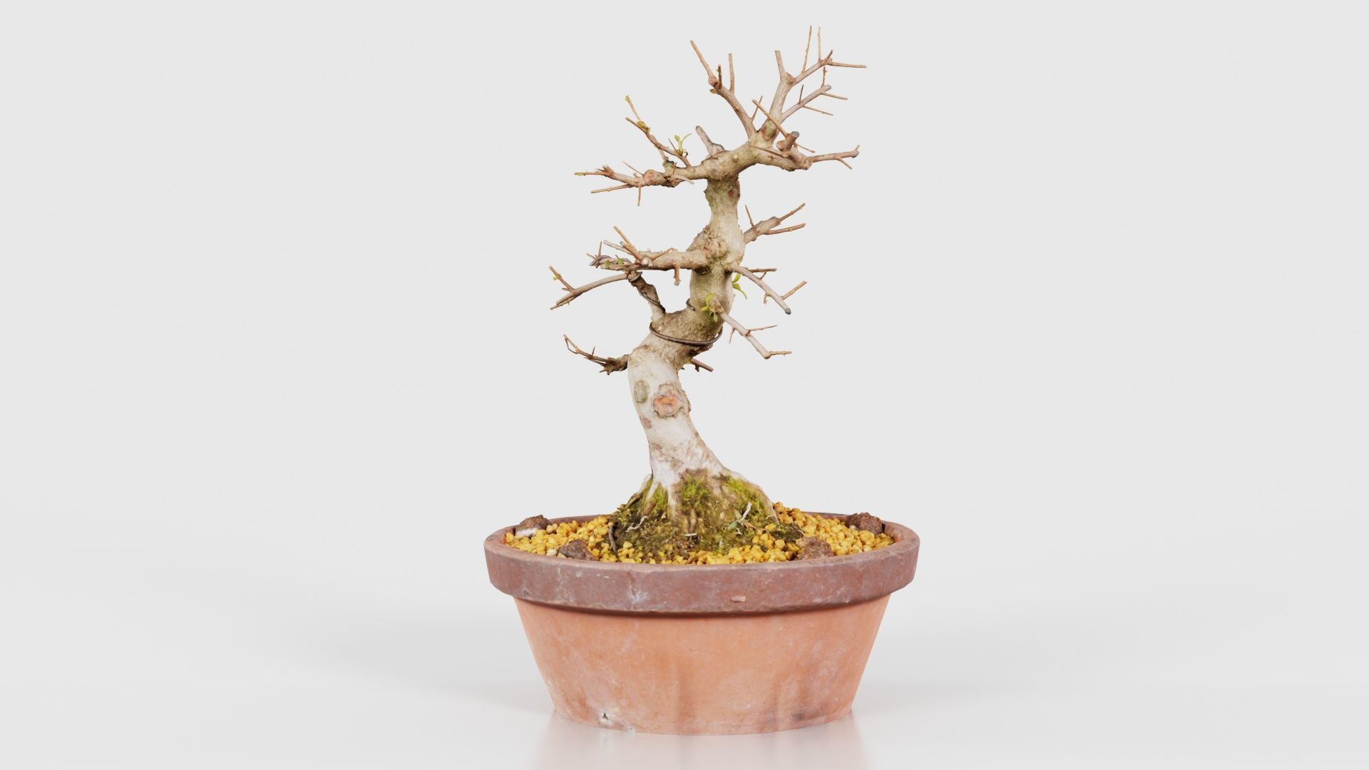 Satsuki Hi No Maru Bonsai Tree Low-poly 3D model_19