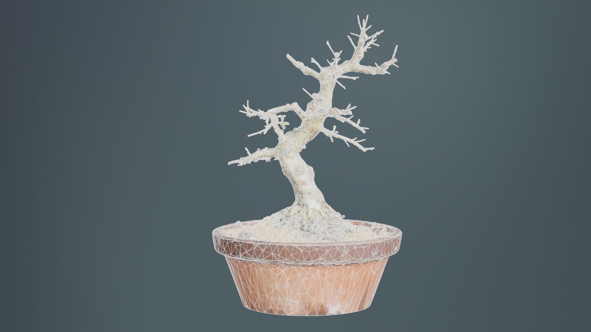 Satsuki Hi No Maru Bonsai Tree Low-poly 3D model_10