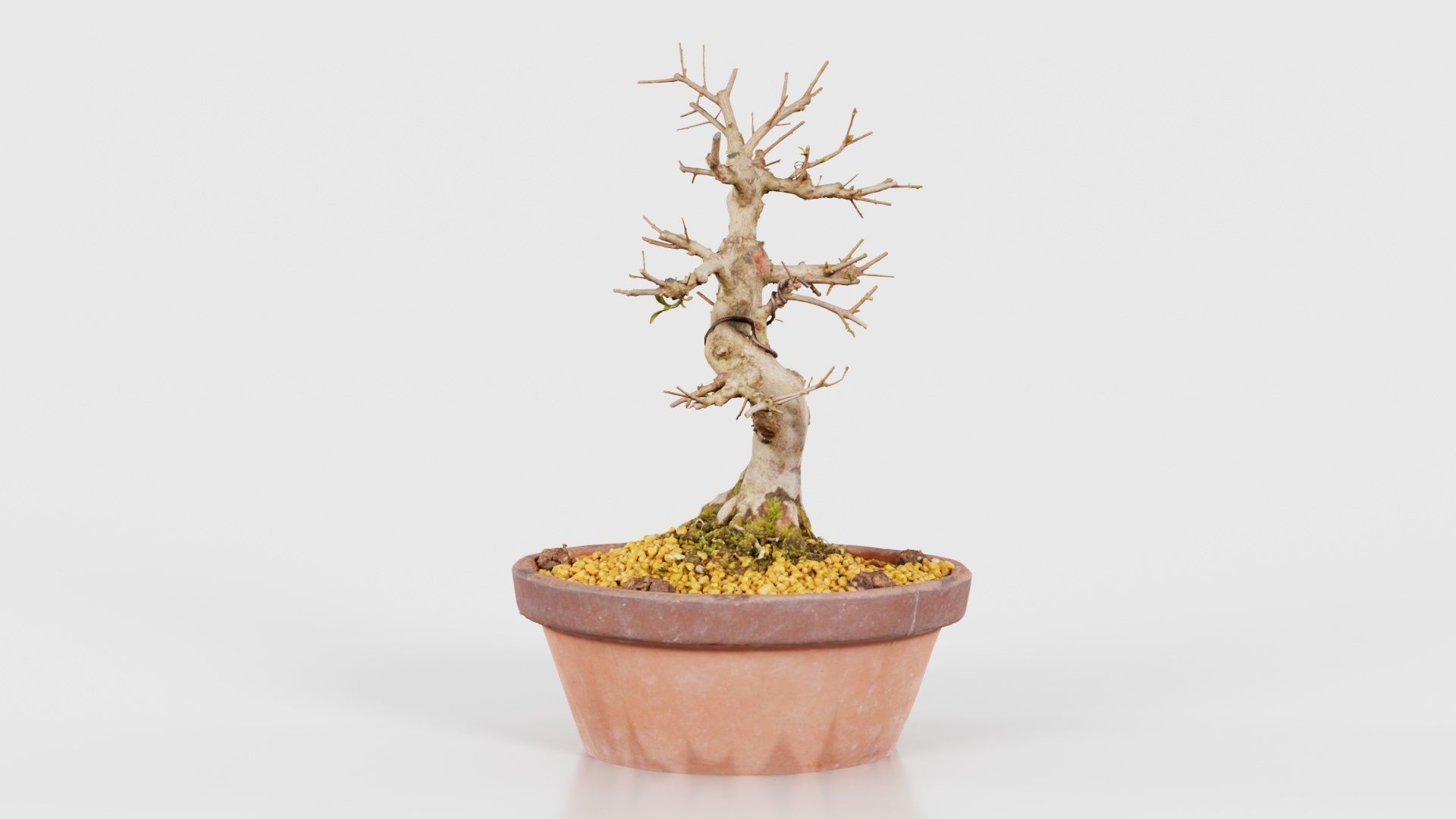 Satsuki Hi No Maru Bonsai Tree Low-poly 3D model_24