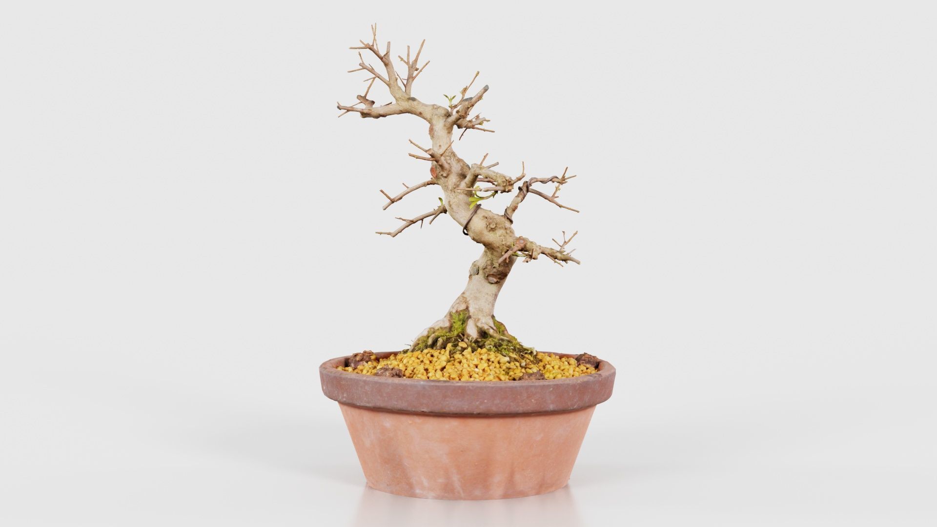 Satsuki Hi No Maru Bonsai Tree Low-poly 3D model_26