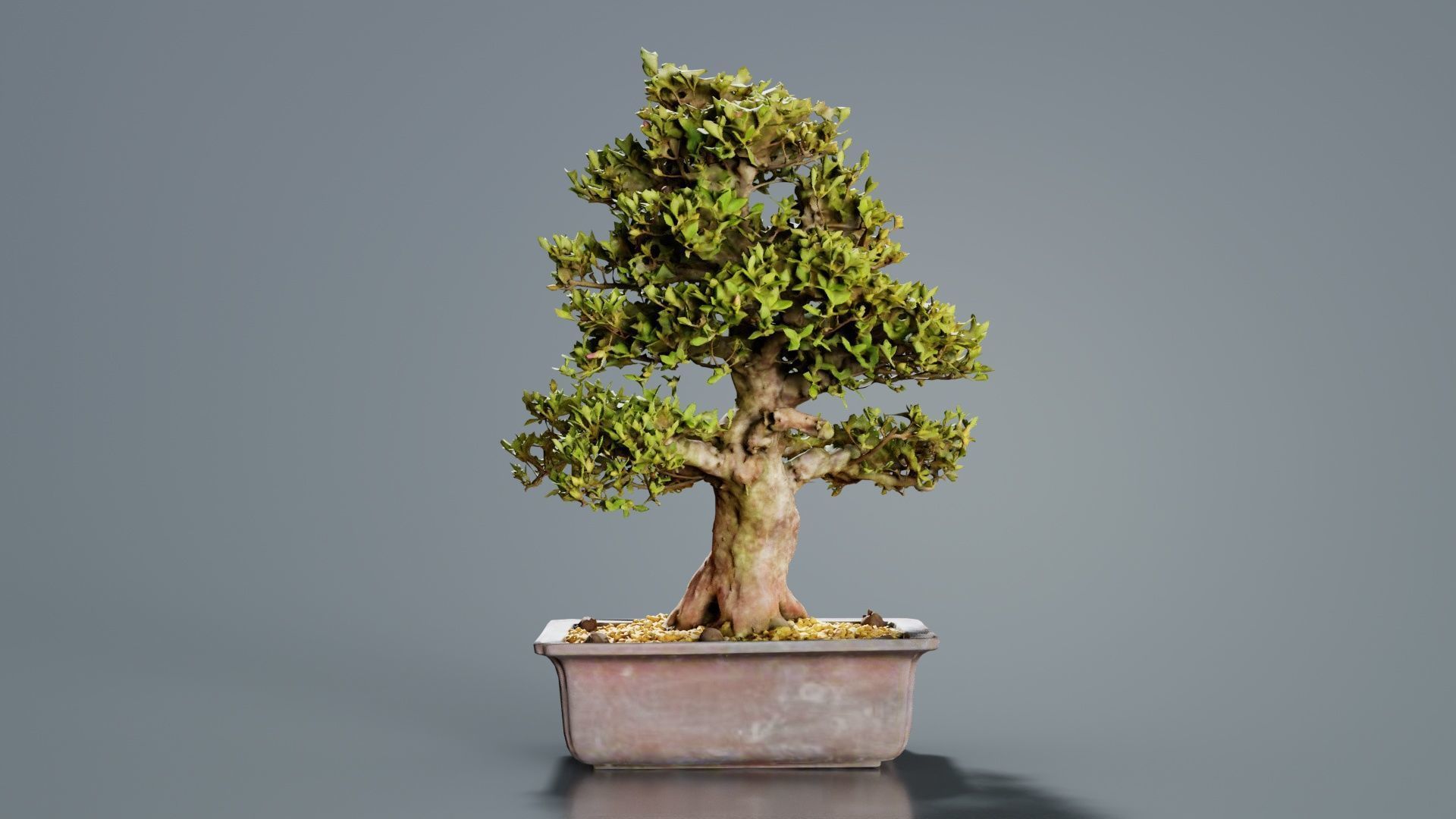 Satsuki Kakuo Bonsai Tree Low-poly 3D model_6