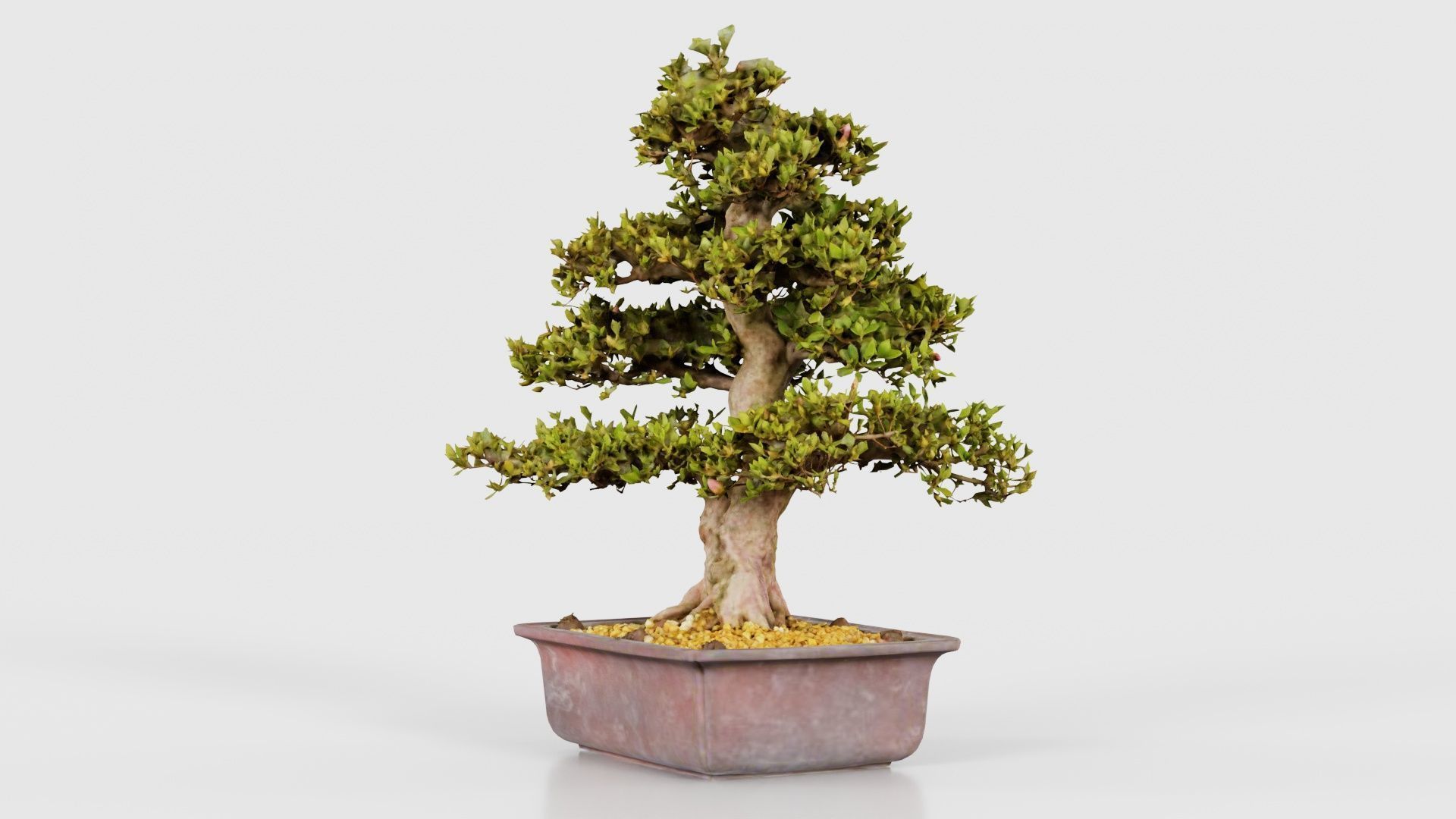Satsuki Kakuo Bonsai Tree Low-poly 3D model_25