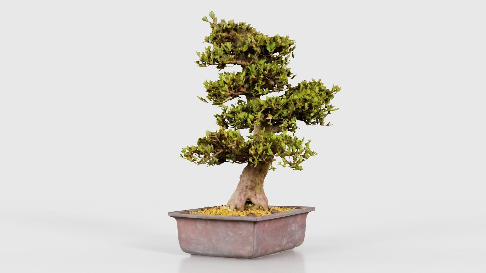 Satsuki Kakuo Bonsai Tree Low-poly 3D model_23