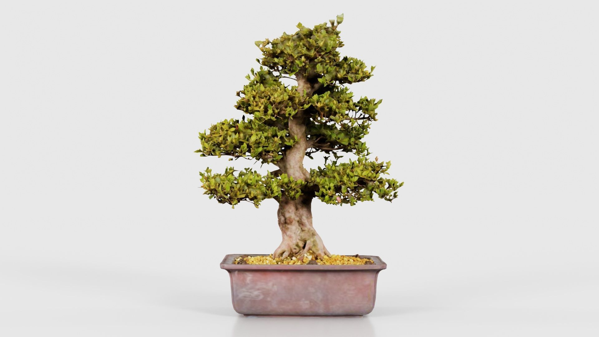 Satsuki Kakuo Bonsai Tree Low-poly 3D model_15