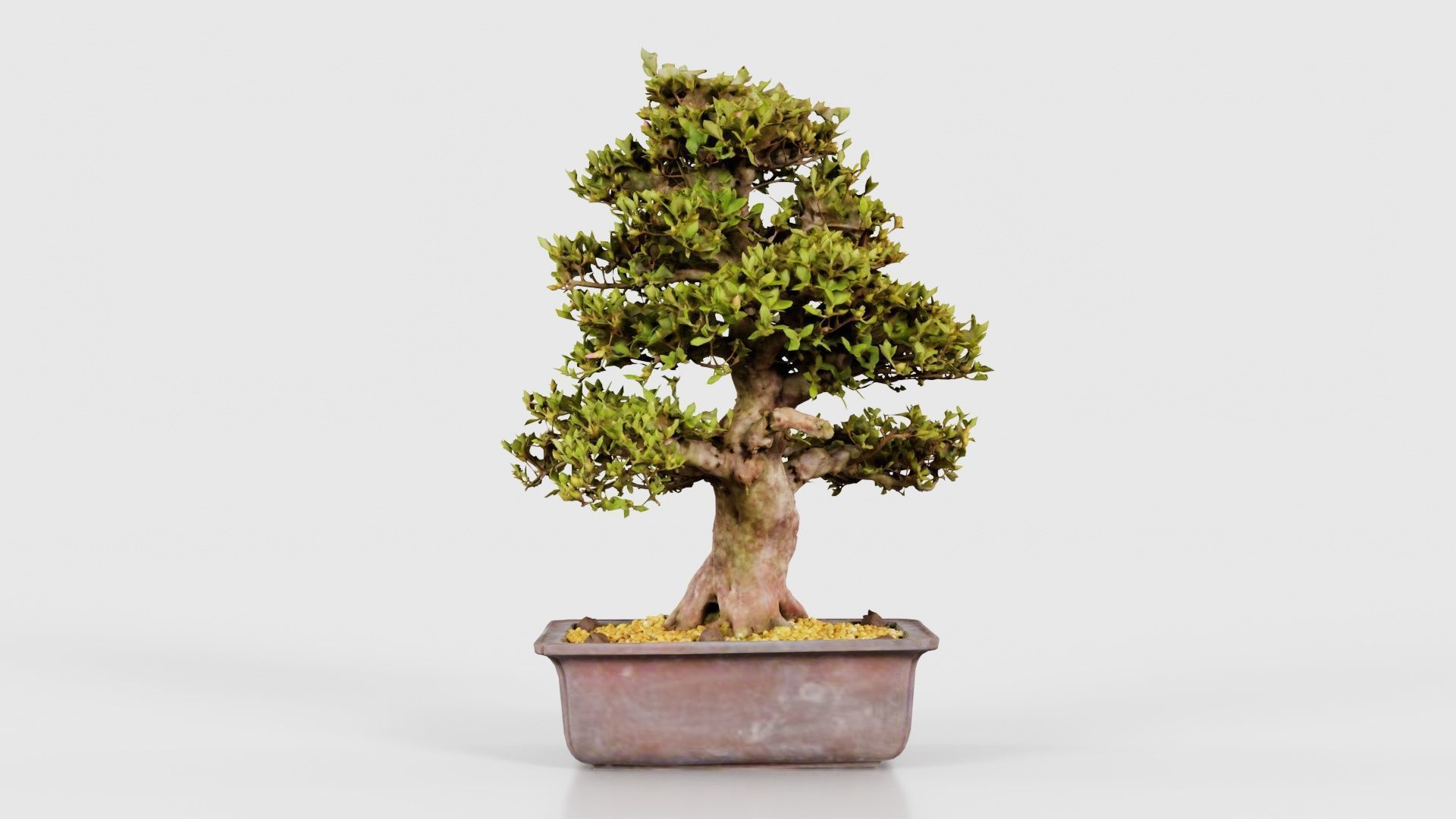Satsuki Kakuo Bonsai Tree Low-poly 3D model_21
