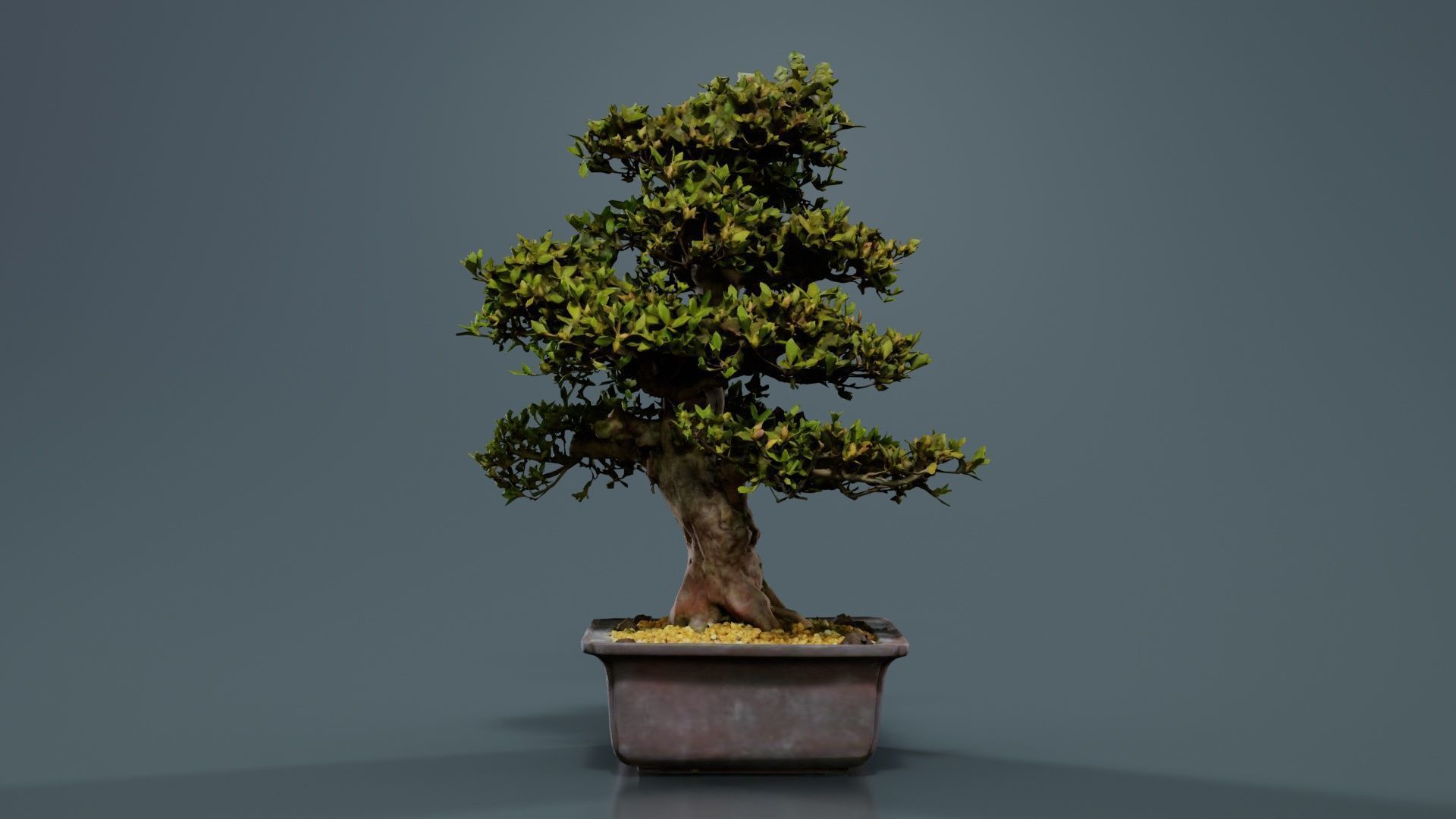 Satsuki Kakuo Bonsai Tree Low-poly 3D model_8