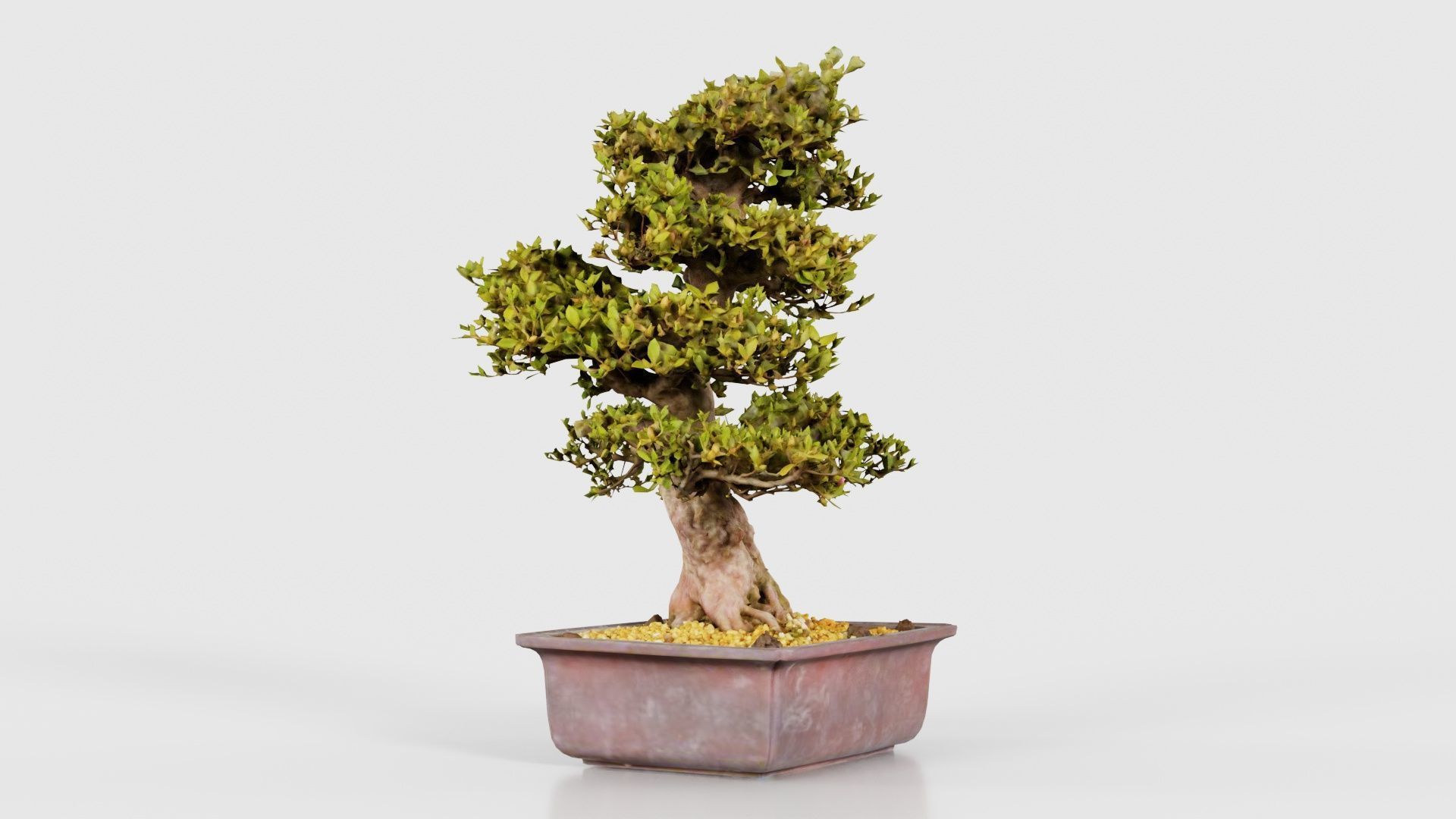 Satsuki Kakuo Bonsai Tree Low-poly 3D model_17