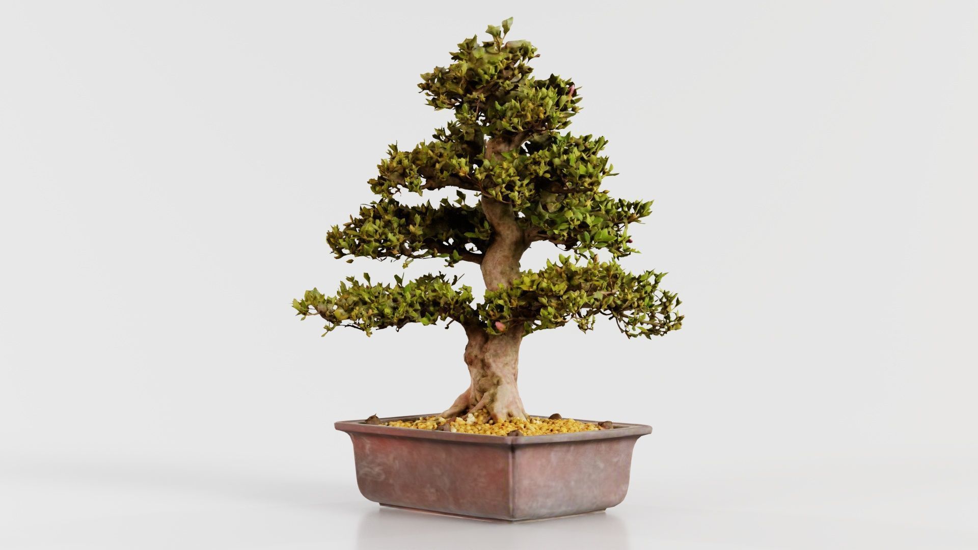 Satsuki Kakuo Bonsai Tree Low-poly 3D model_2