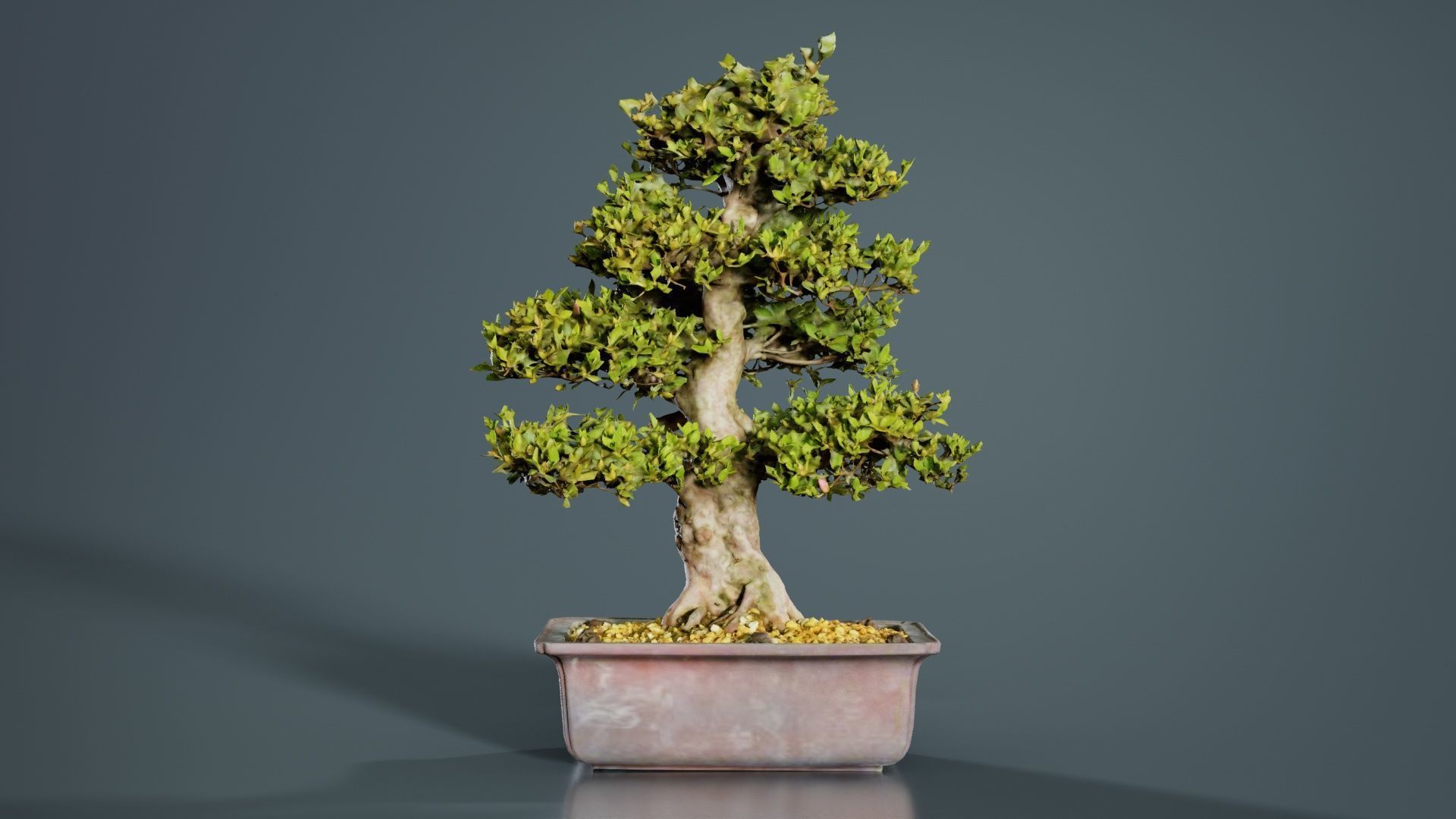 Satsuki Kakuo Bonsai Tree Low-poly 3D model_1