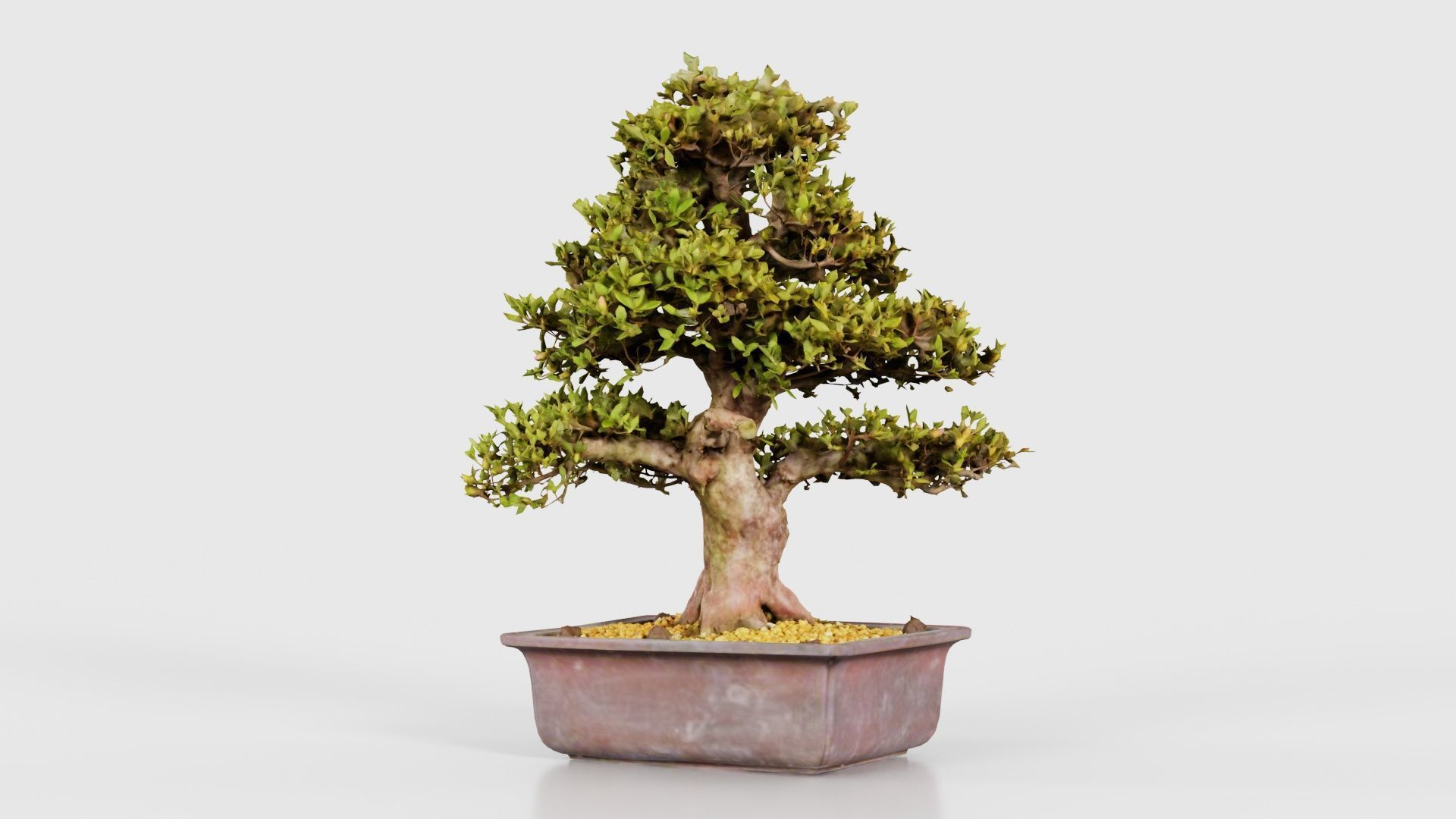 Satsuki Kakuo Bonsai Tree Low-poly 3D model_20