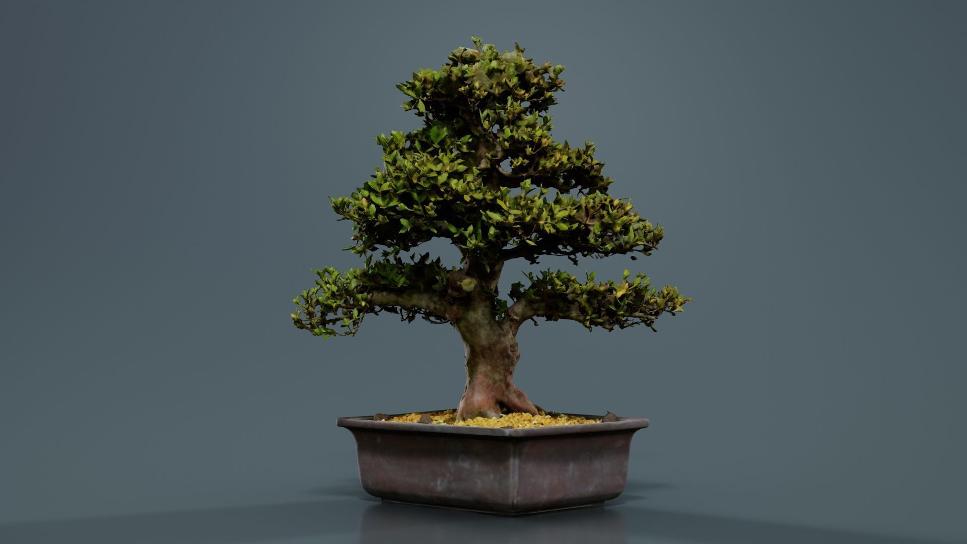 Satsuki Kakuo Bonsai Tree Low-poly 3D model_3