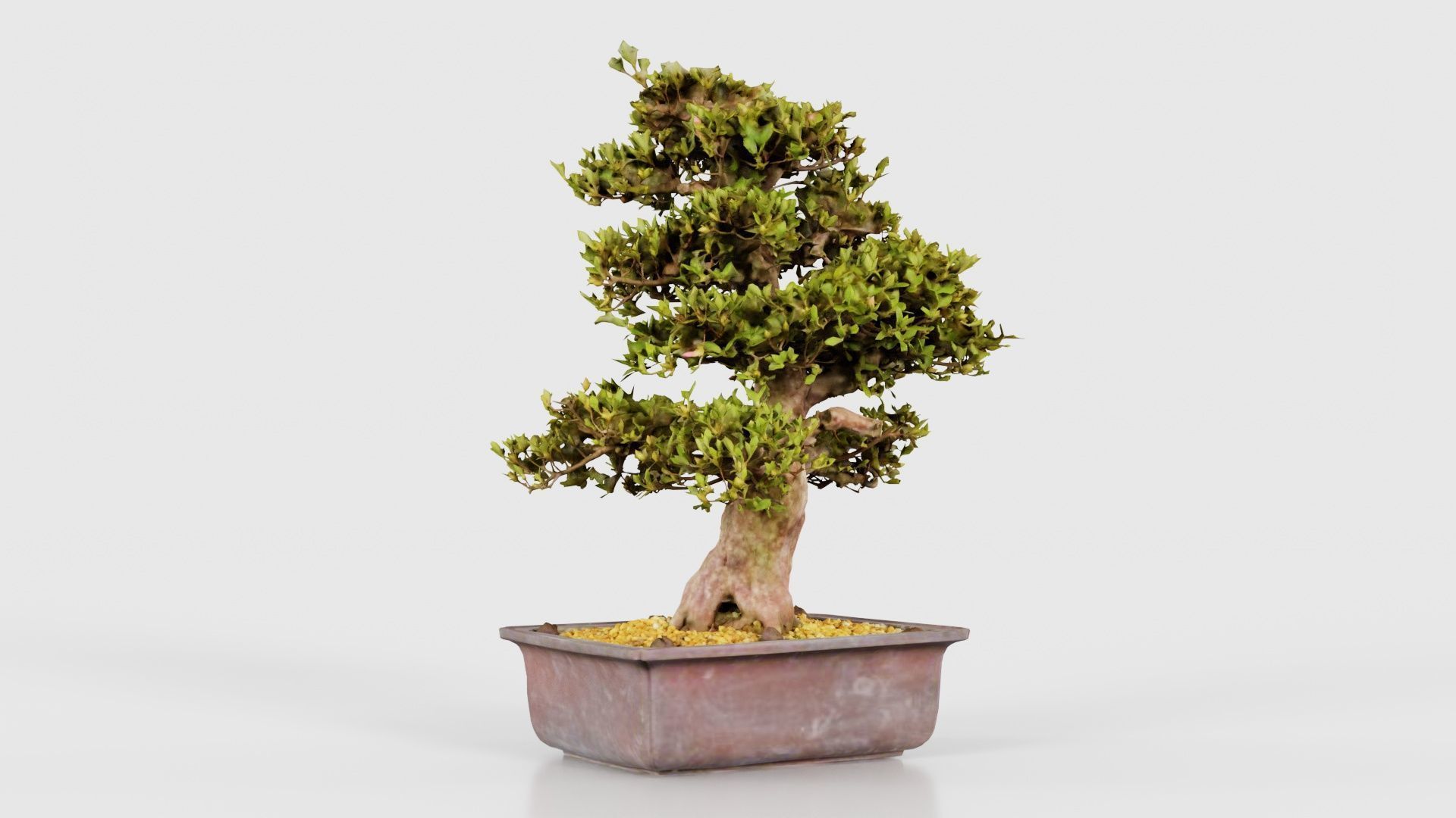 Satsuki Kakuo Bonsai Tree Low-poly 3D model_22