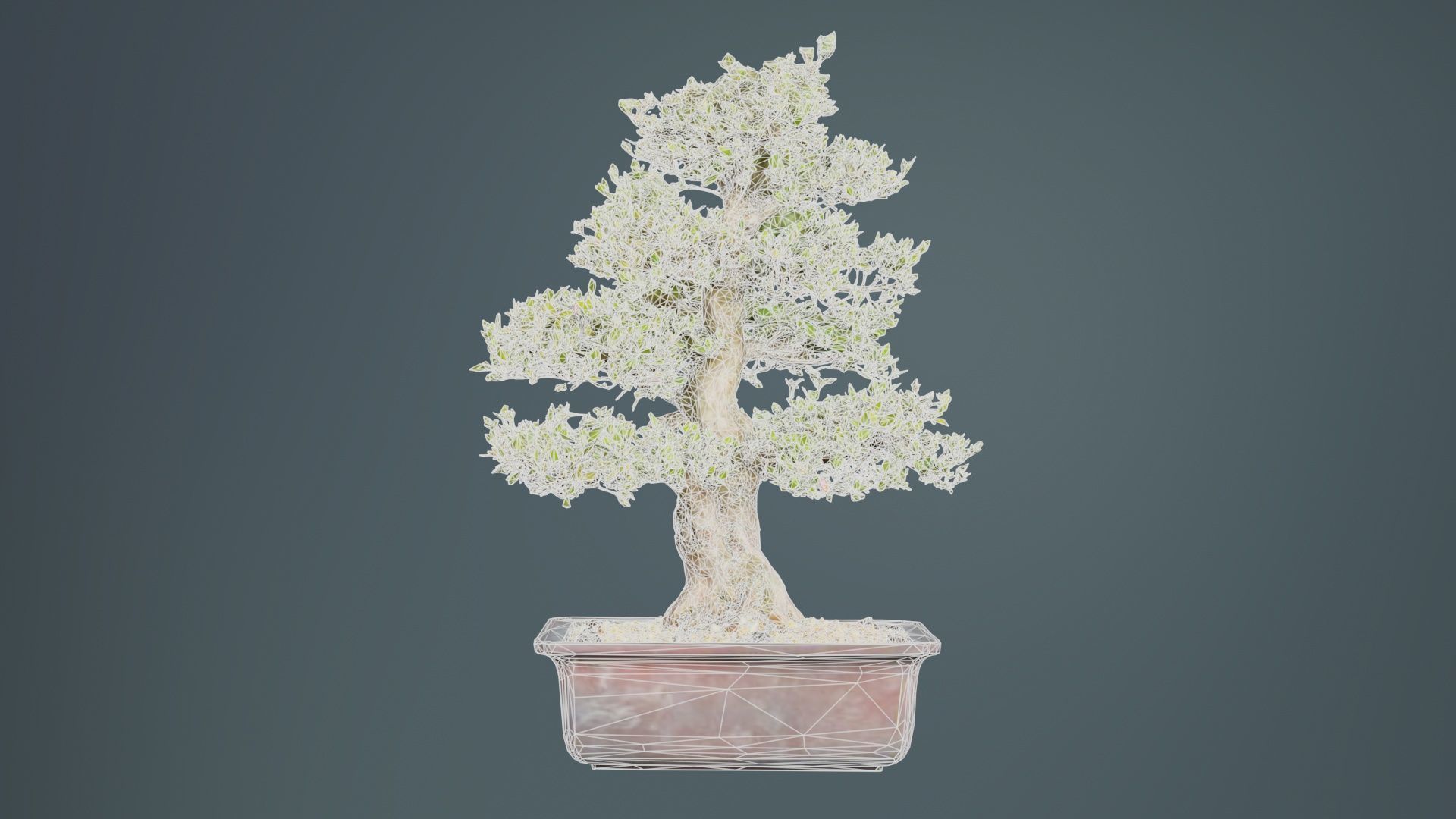 Satsuki Kakuo Bonsai Tree Low-poly 3D model_9