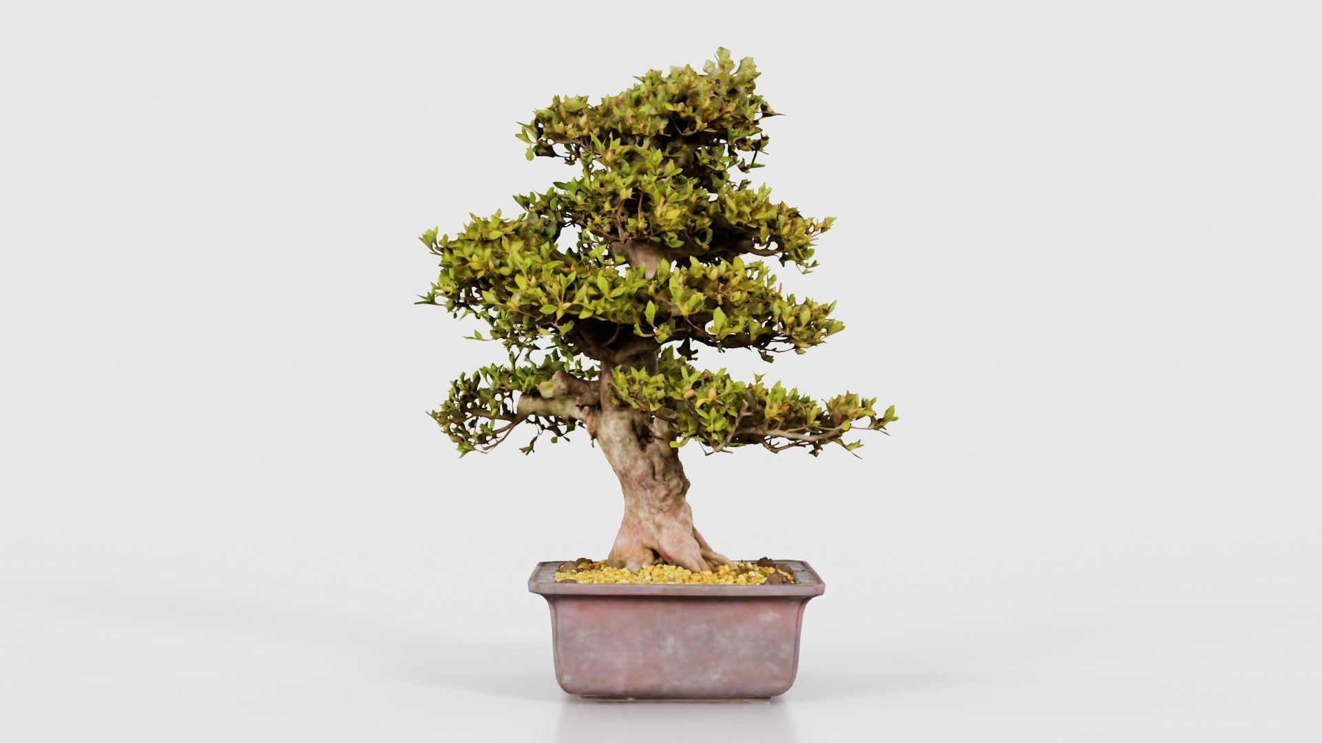 Satsuki Kakuo Bonsai Tree Low-poly 3D model_18